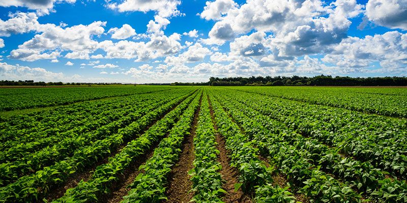 What Does Farm Insurance Cover?