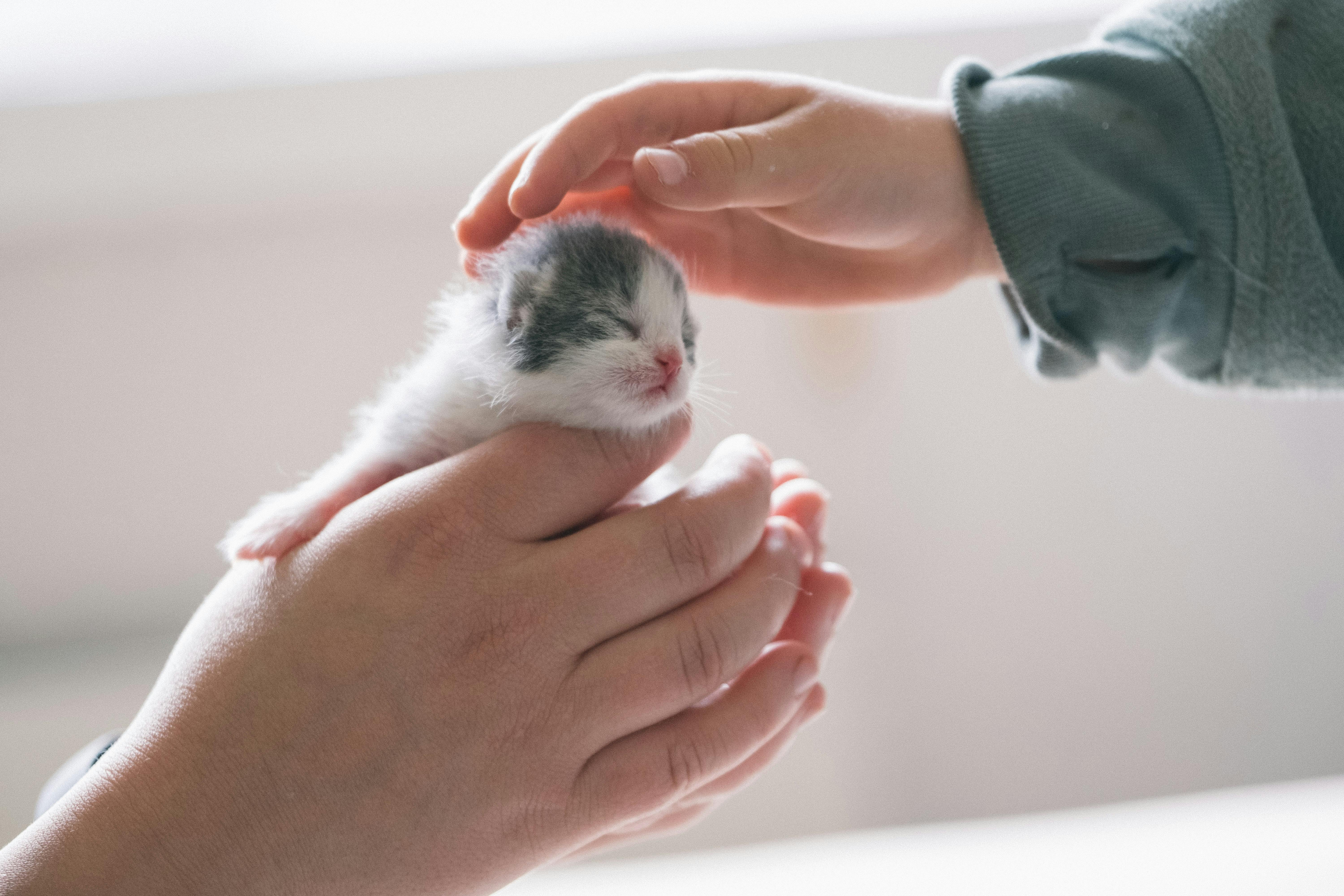 Kitten Season: What to Do If You Find Newborn Kittens