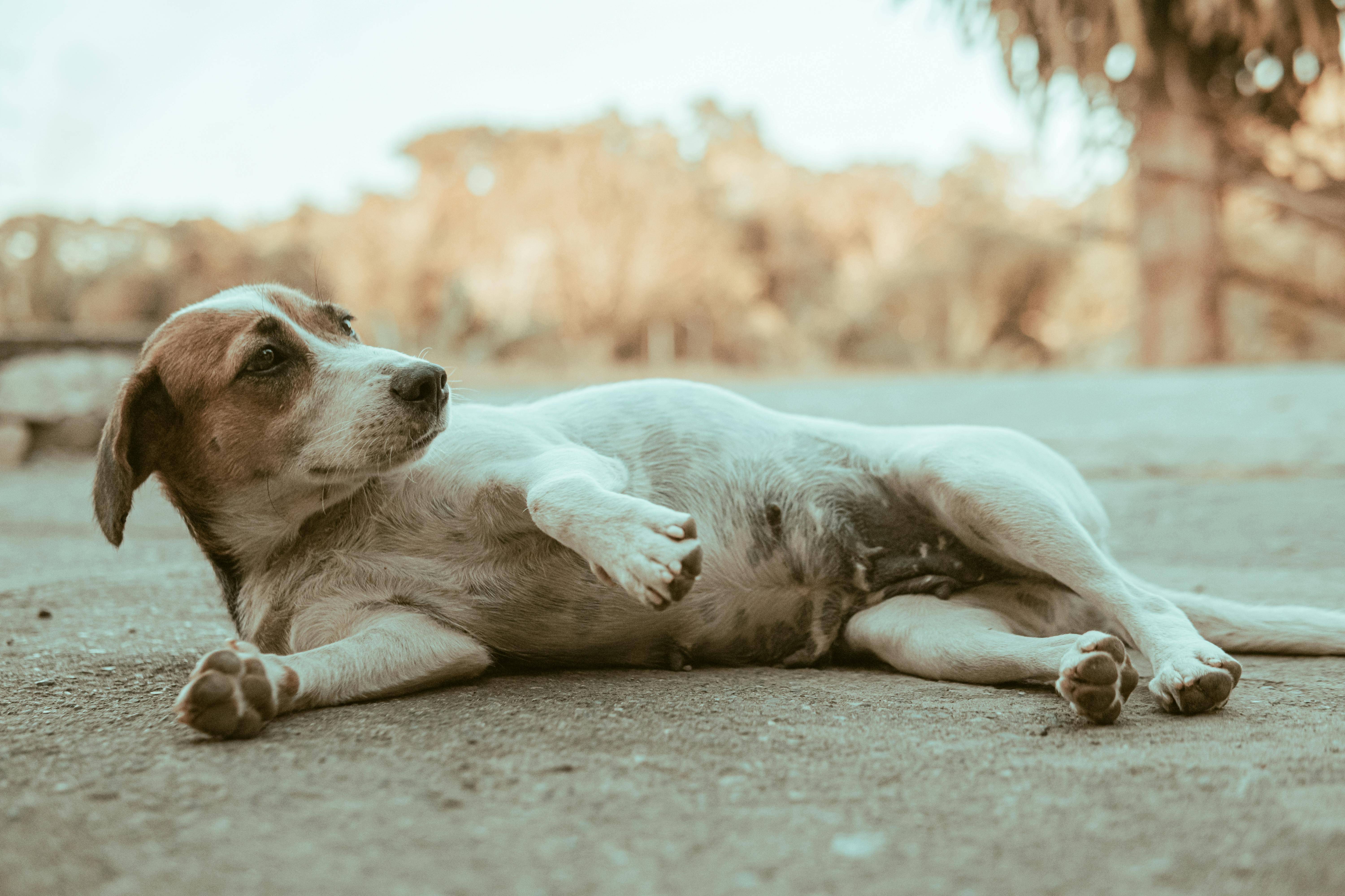 Spaying and Neutering