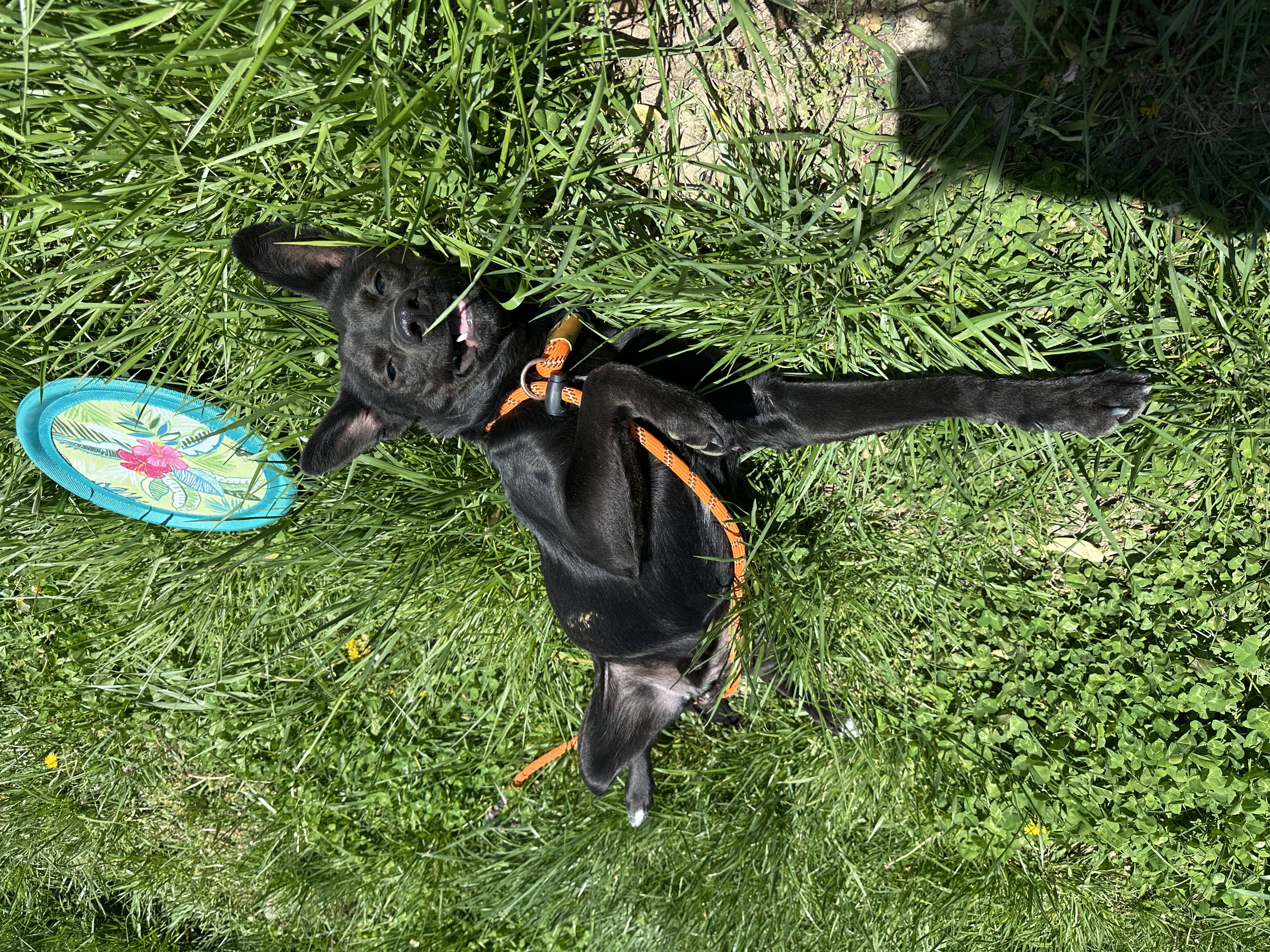 Protecting Your Pet from Heartworm in Southeast Missouri