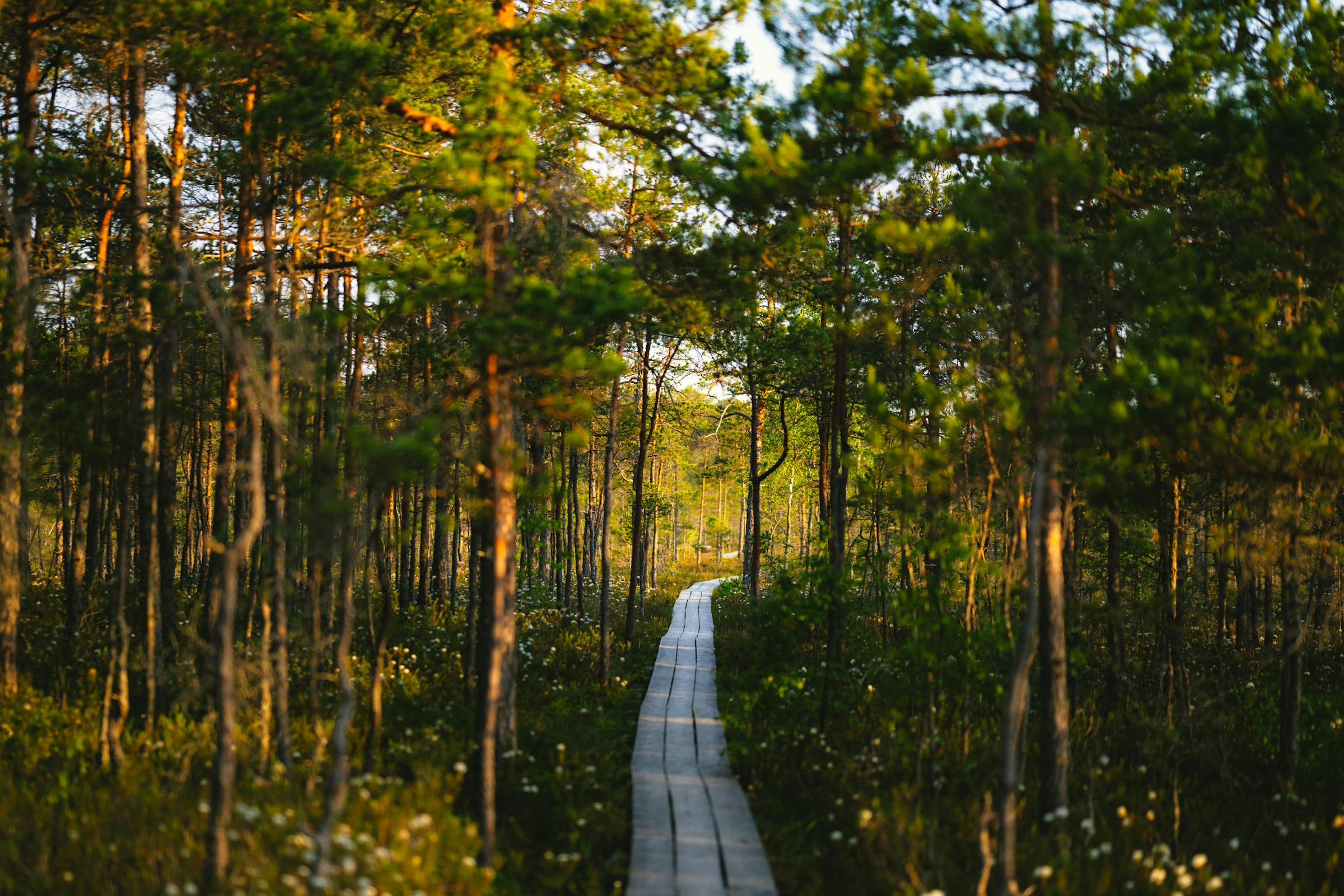 A man with a backpack is standing next to a lake in the woods.