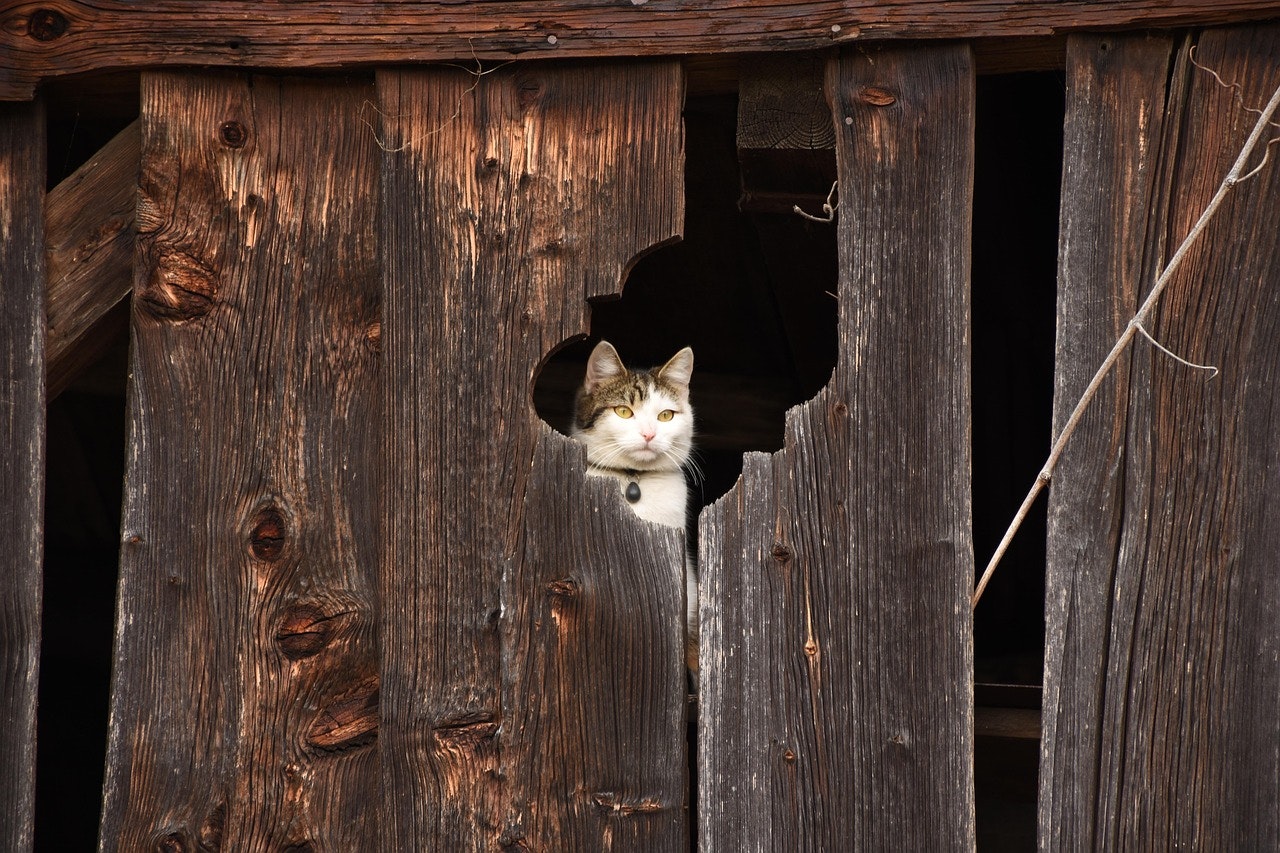 How Working Cats Transform Vineyards, Barns, and More