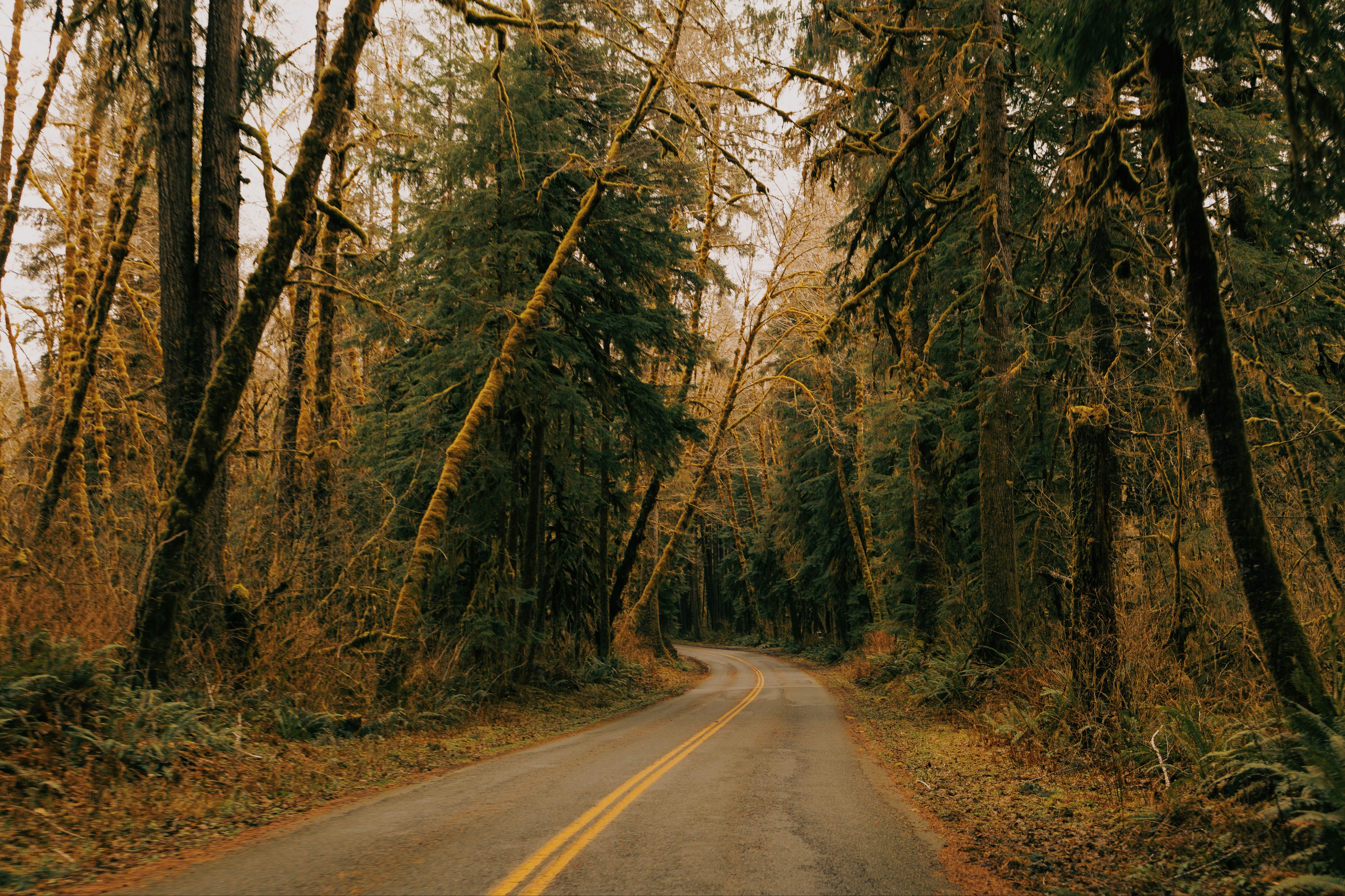 Winding road through a dense forest with tall trees