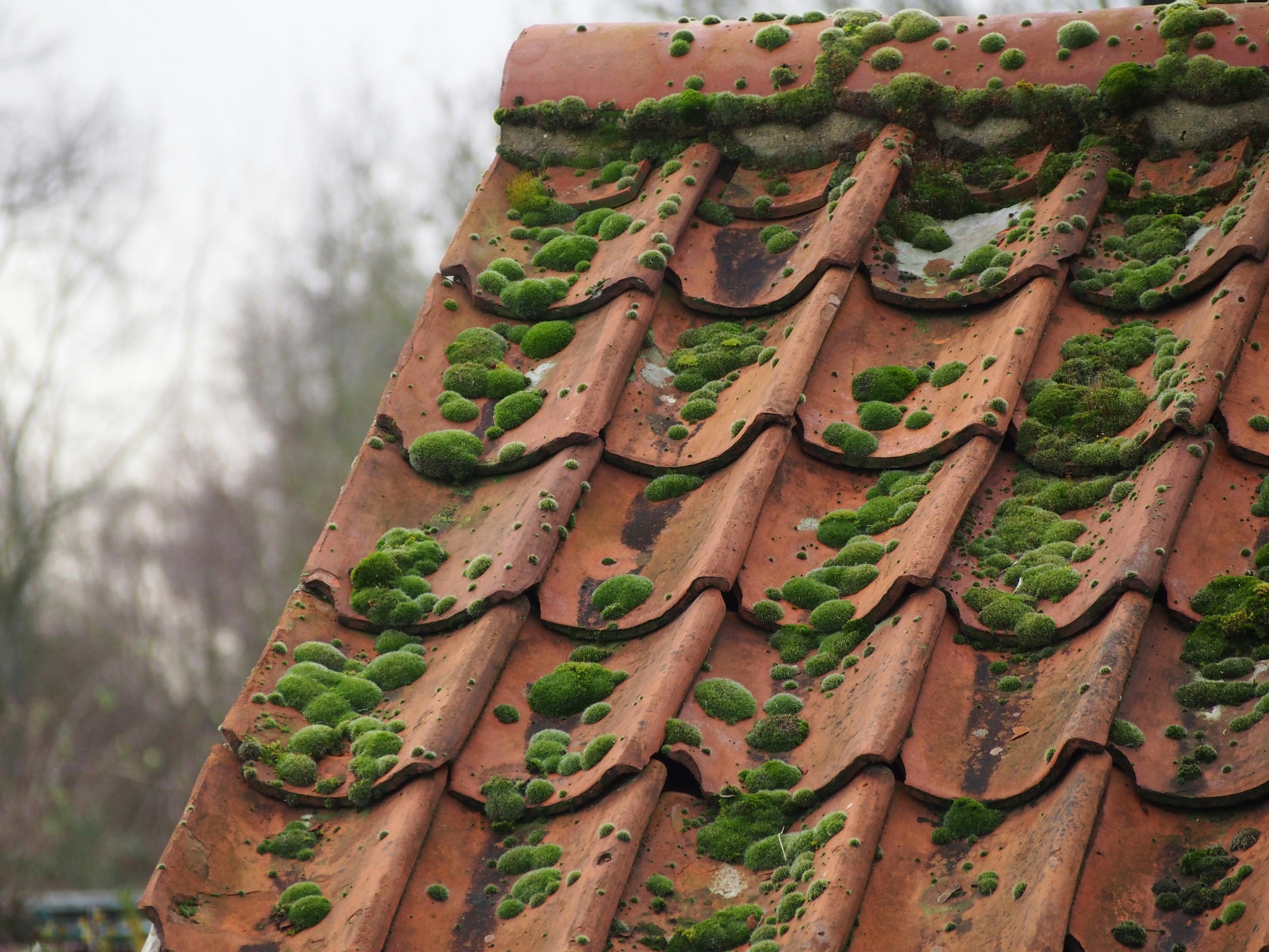 Close-up of a moss-covered red clay tile roof