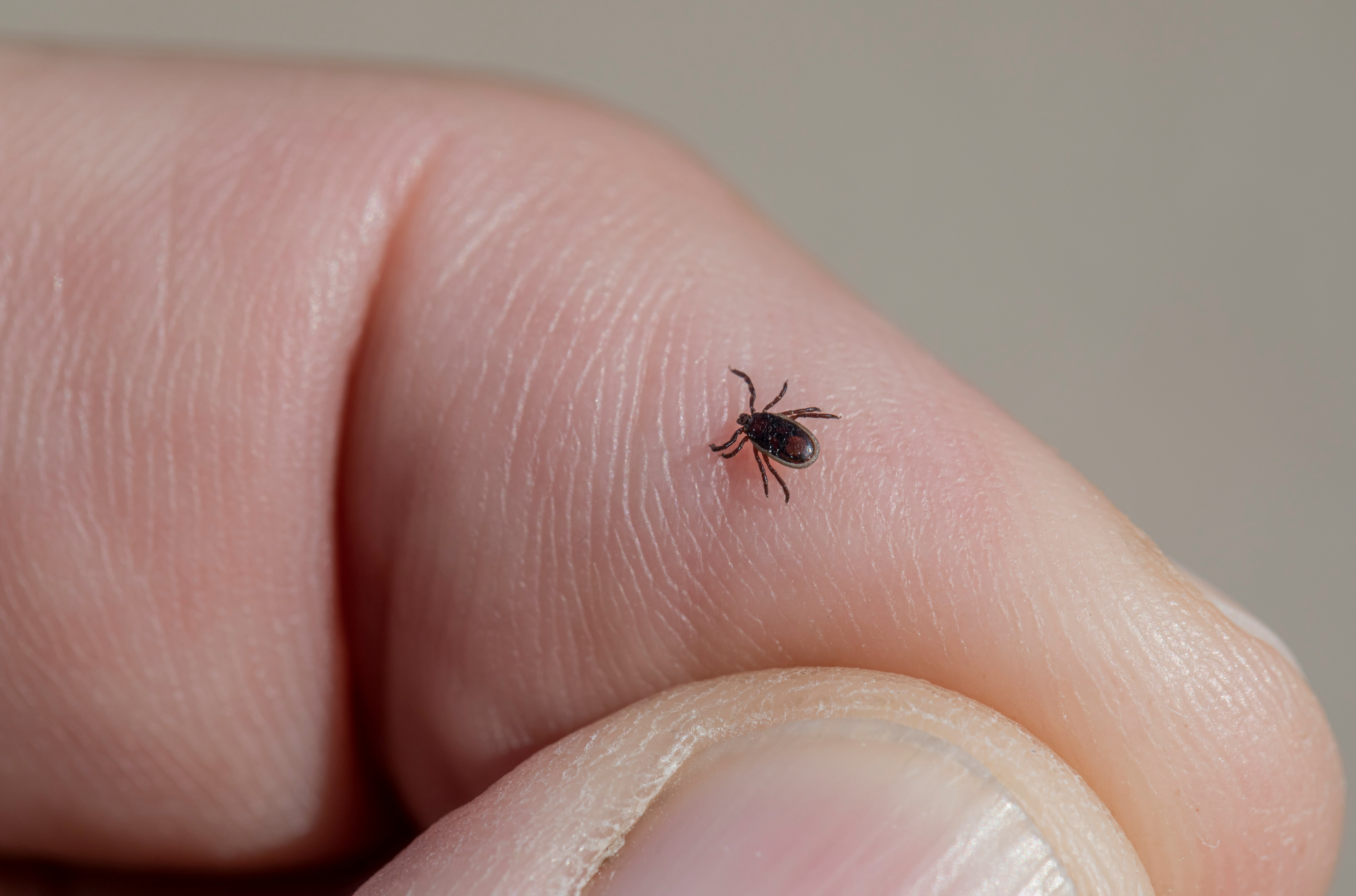 Summer Wellness & Tick-Borne Disease Awareness: Could Your Fatigue Be Lyme, Hormones, or Burnout?