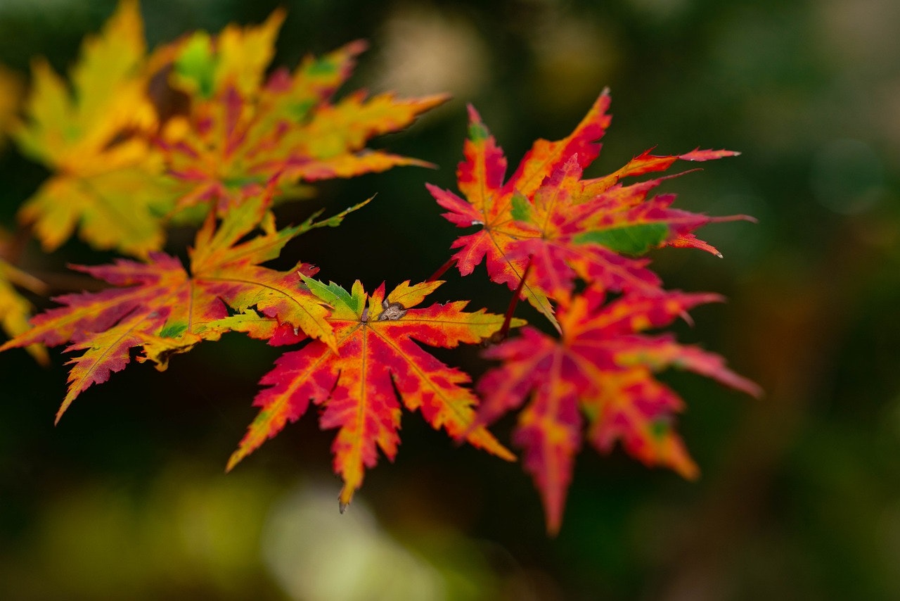 Exciting September Menu Update at Riverview ADHC