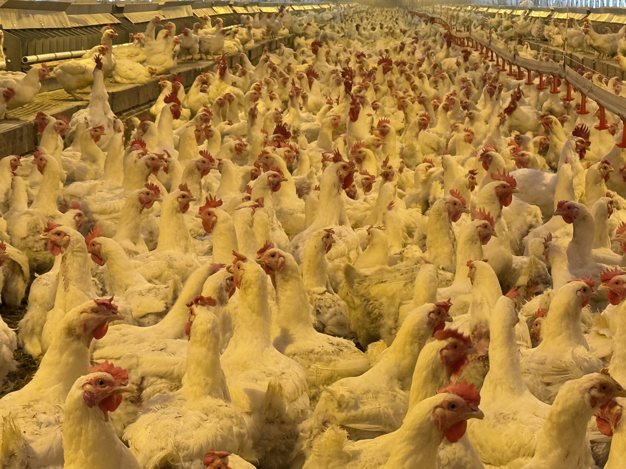 Hog & Poultry Confinement Risks Most Policies Don’t Address
