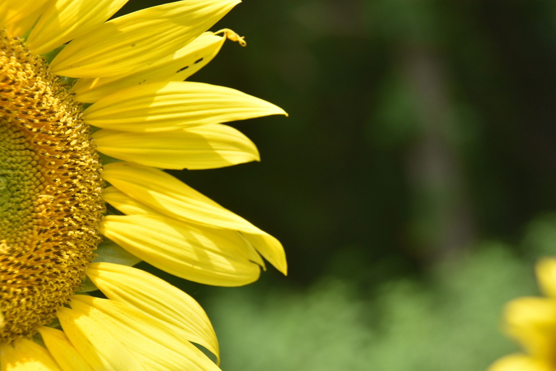 July Market Highlights: Tech and AI Drive Growth