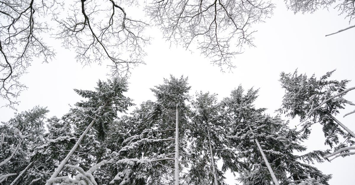 Goldilocks Labor Market, Inflation and the FED