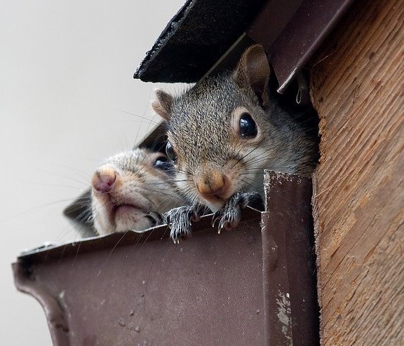 Gutter Guards and Pest Control: Keeping Critters Out