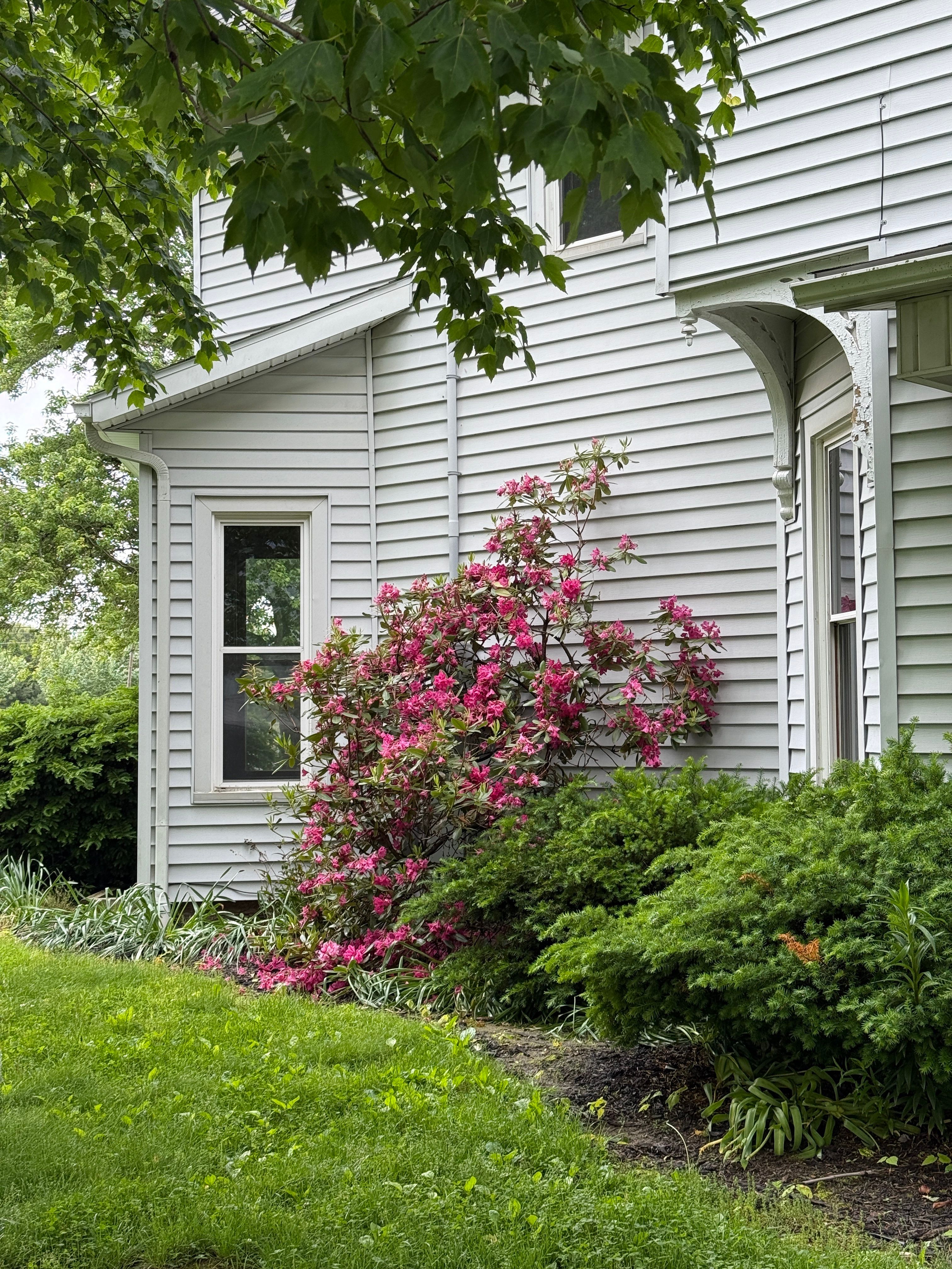 Side view of a house with white siding and blooming pink flowers in the garden