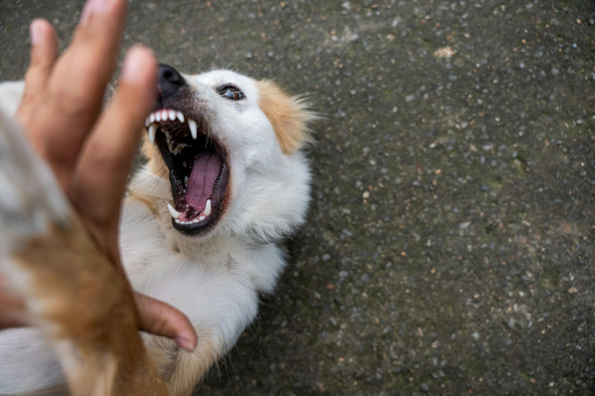 I Was Bit By a Dog, What Do I Do?