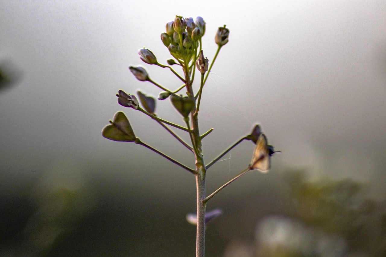 Medicaid Asset Protection Trusts for New Mexico Families