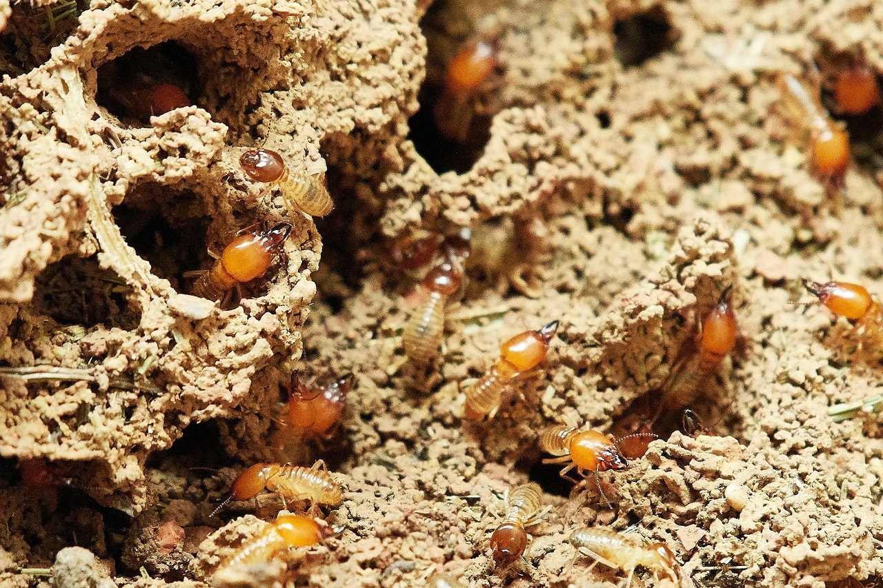 What to Do When You Discover Termite Damage in Your Home