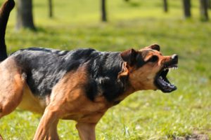 dog-bite-attorney-explains-who-is-liable-for-a-dog-bite