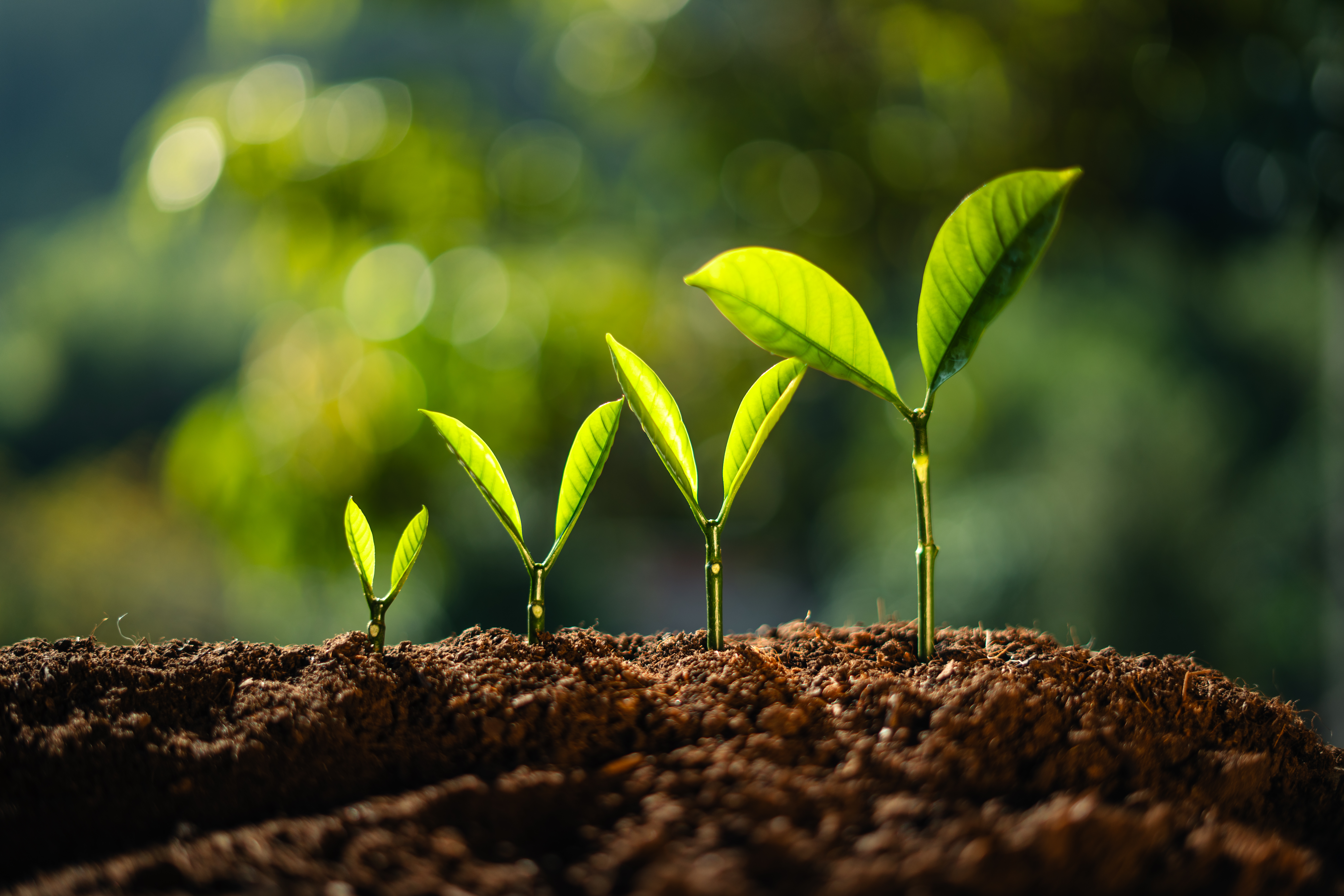 Thrift Savings Plan (TSP): Strategic Steps for Federal Employees