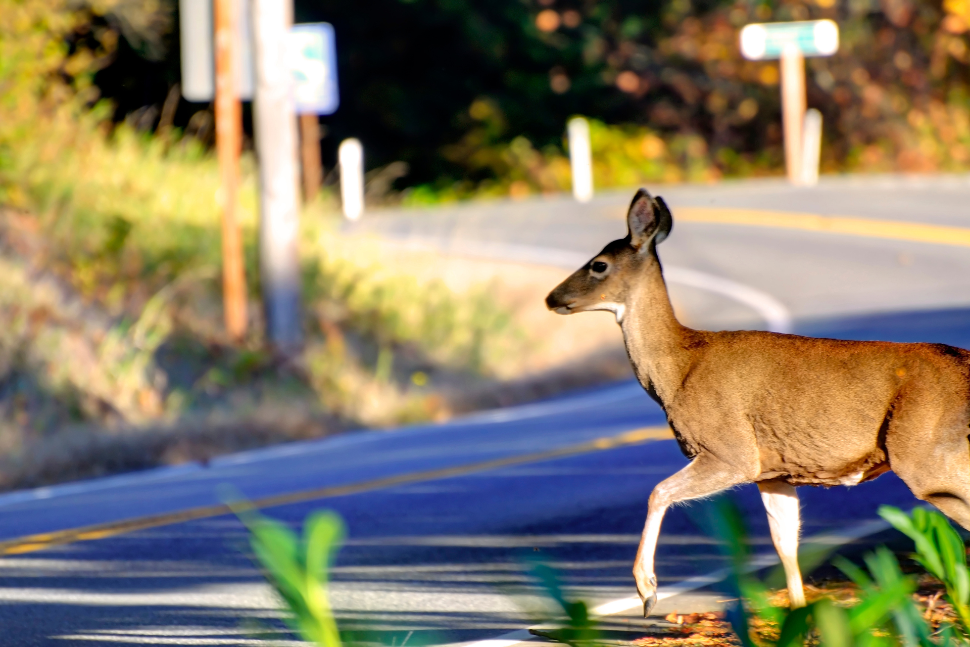 Deer Collision Reminder