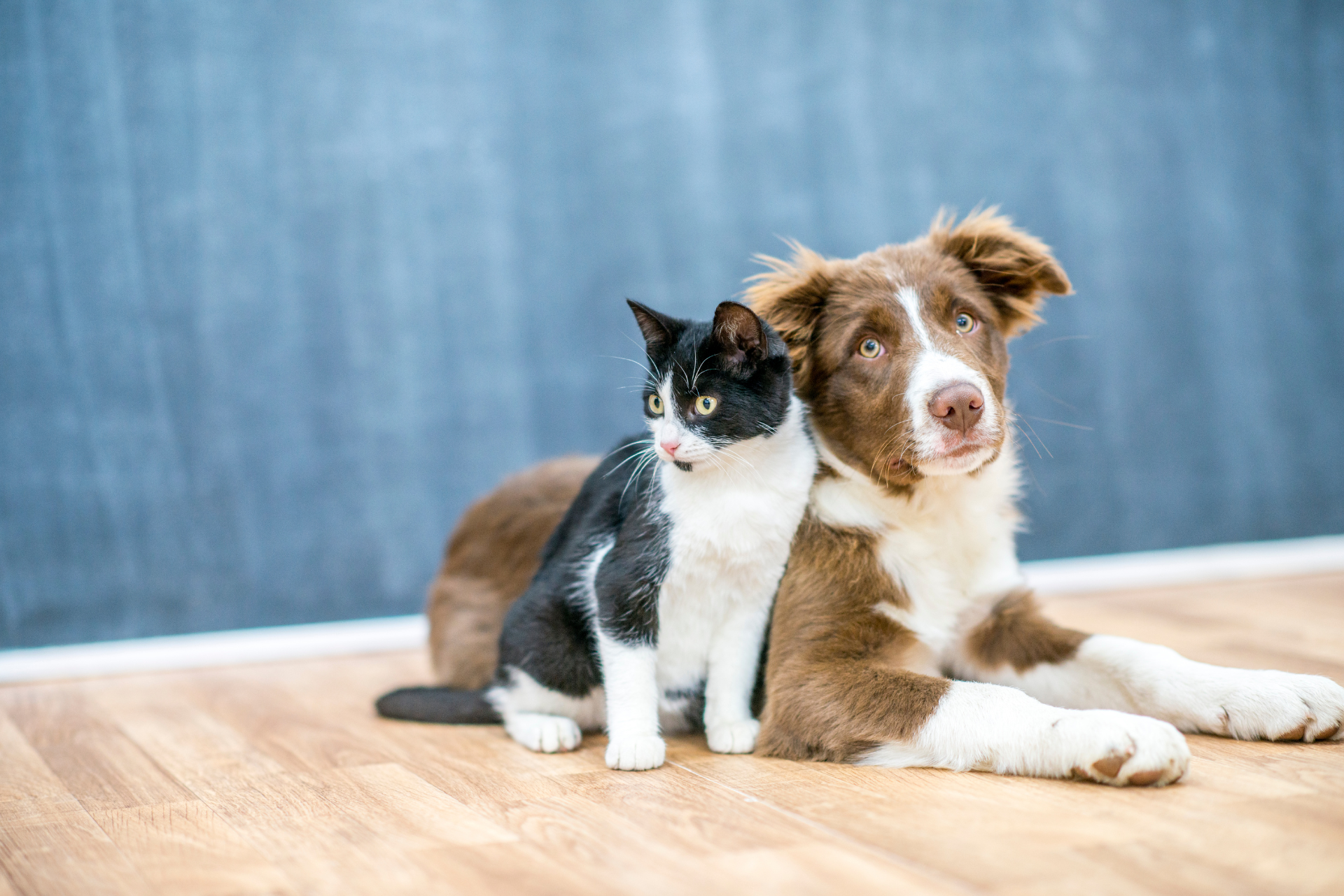 Why National Pet Awareness Month Should Matter to Pet Owners