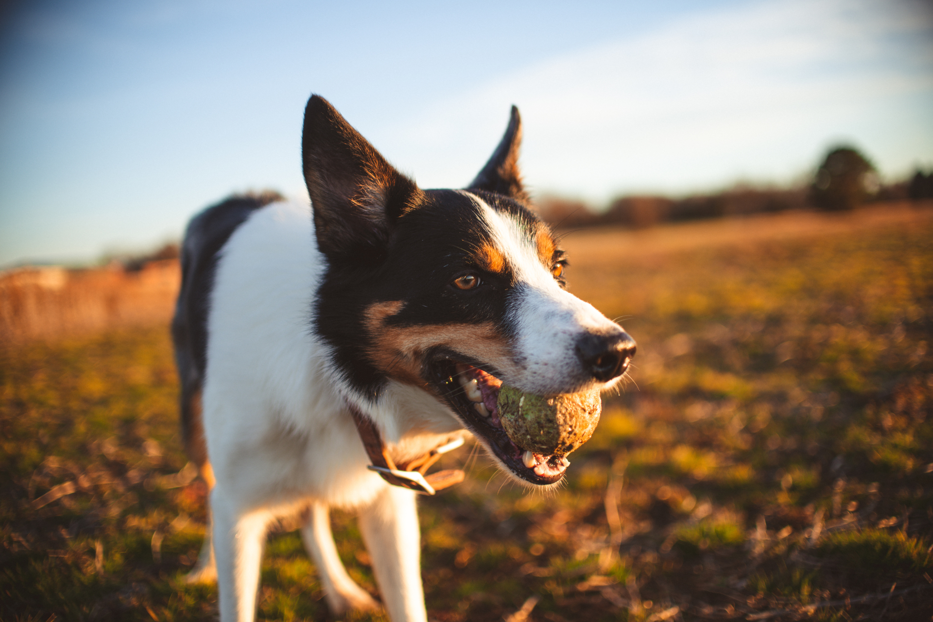 Understanding Dog Bite Laws: Your Rights and How to Pursue Compensation