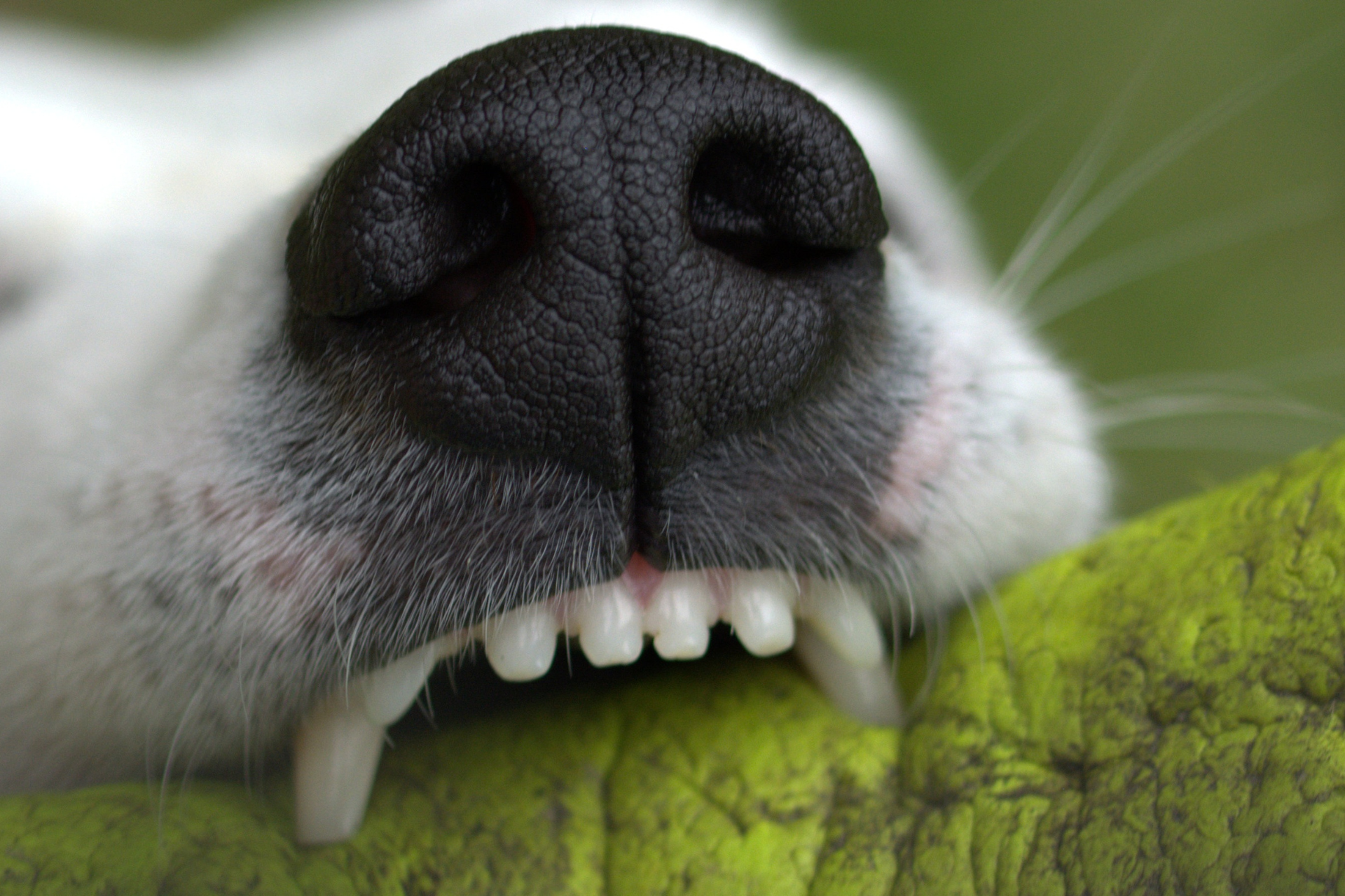 What to Do Immediately After a Dog Bite: A Legal Checklist for Missouri Residents