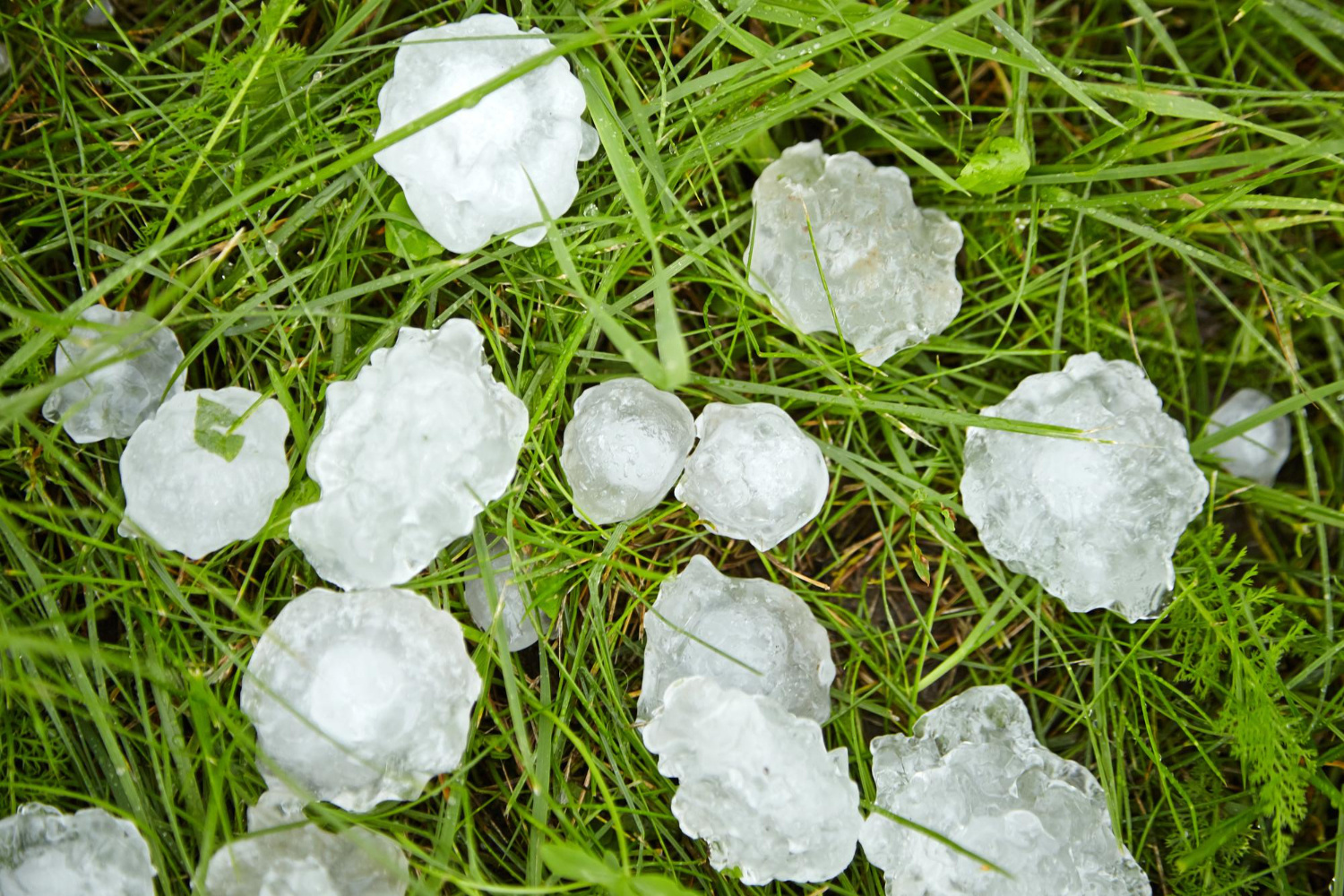 Do I Need Crop Hail Insurance If I Have MPCI?