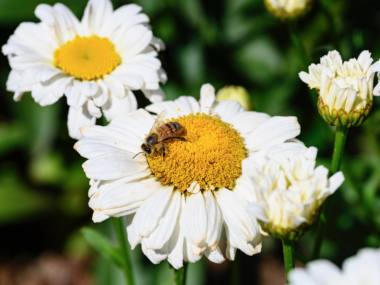 The Village Learning Place Garden is in full bloom!
