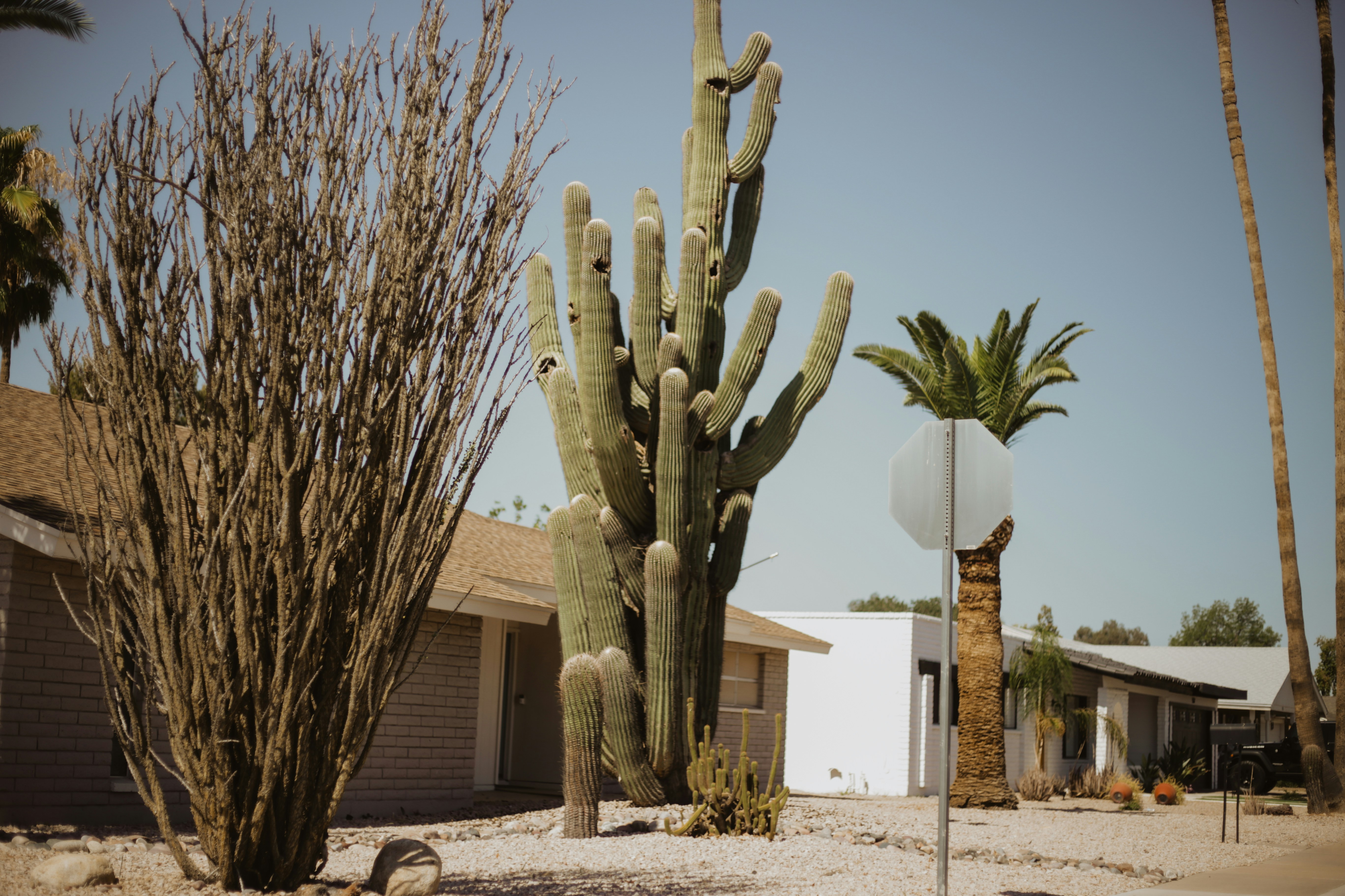 Desert landscape with cacti and residential houses
