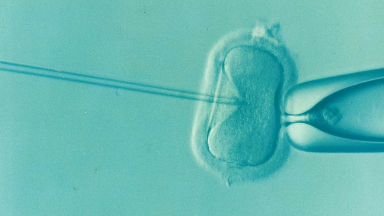 What Happens to Frozen Embryos in a Divorce? IVF Considerations Under Alabama Law