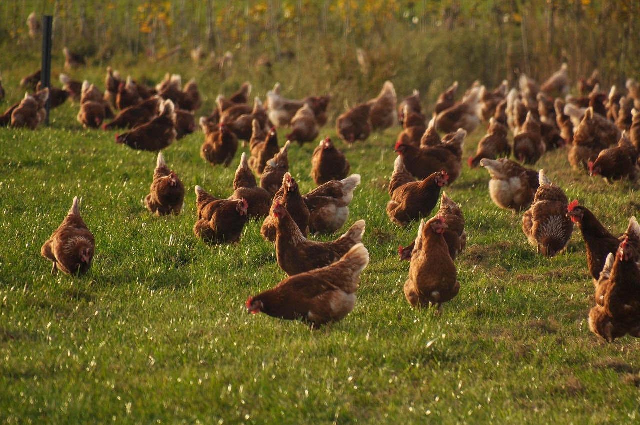 Farm Insurance: Poultry and Confinement Coverage Essentials
