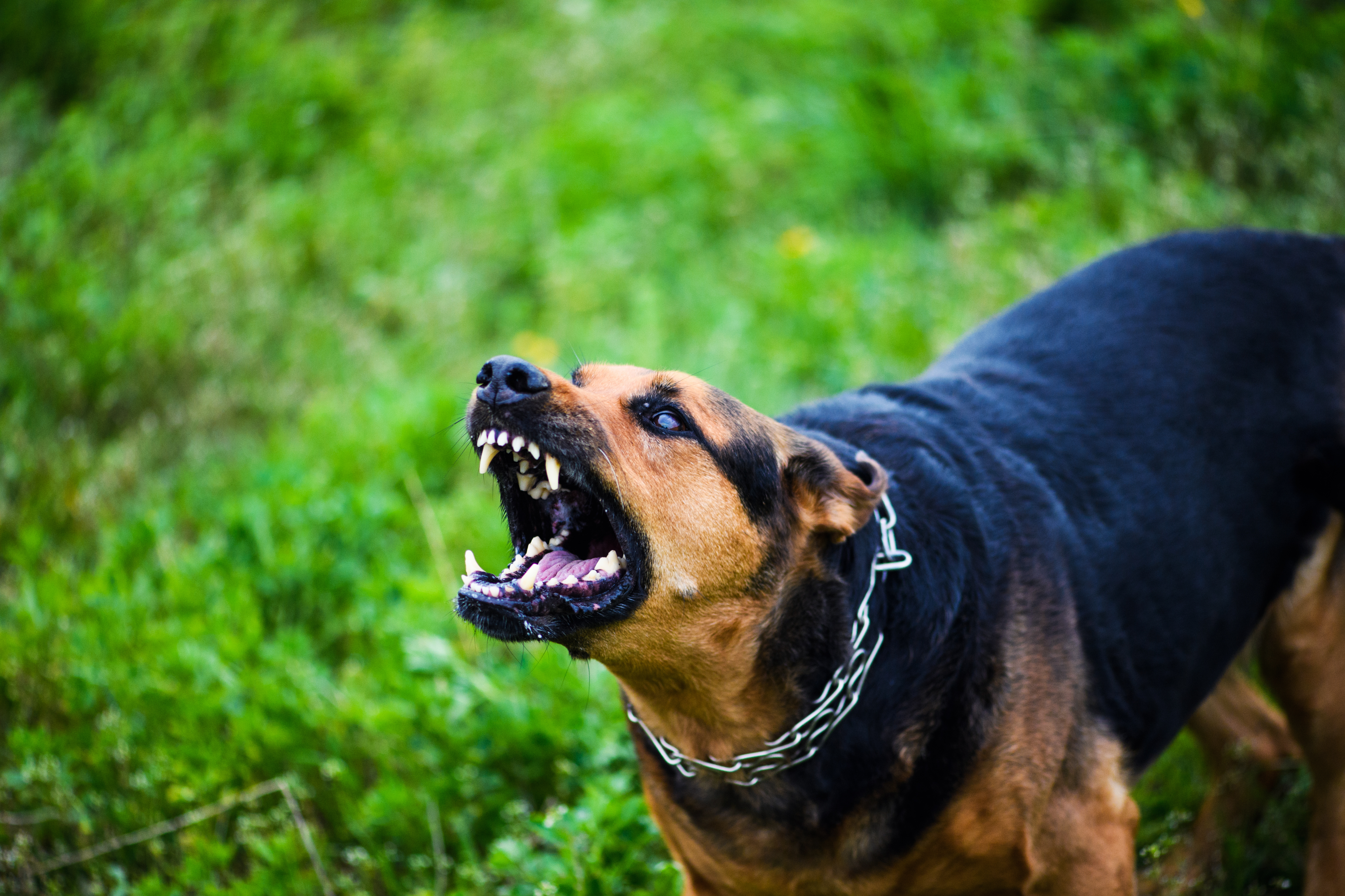 Aggressive dog barking with bared teeth in a grassy area