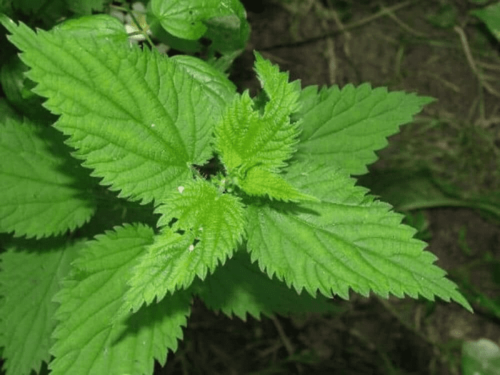 Nettles: The Other Green Tea