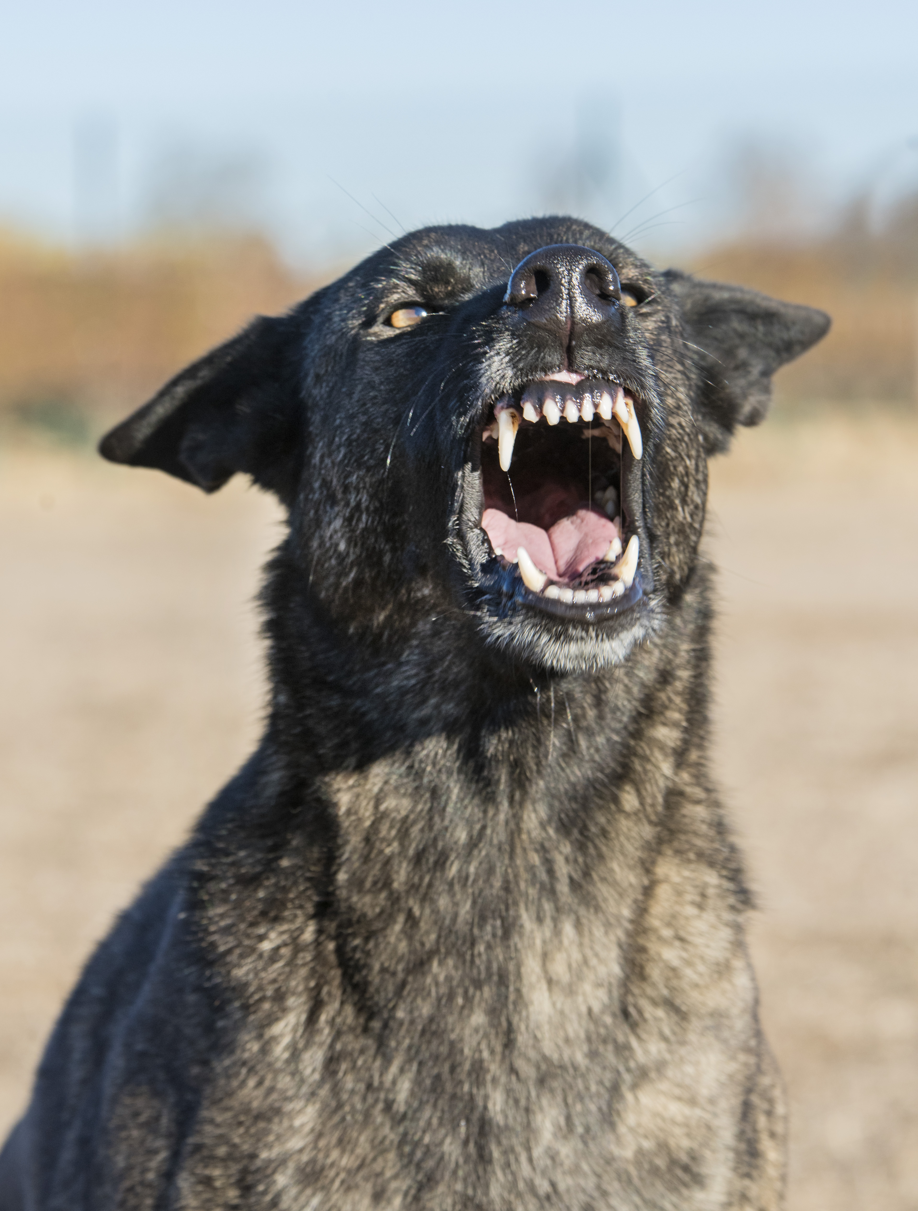 Close-up of a barking dog with bared teeth in an outdoor setting