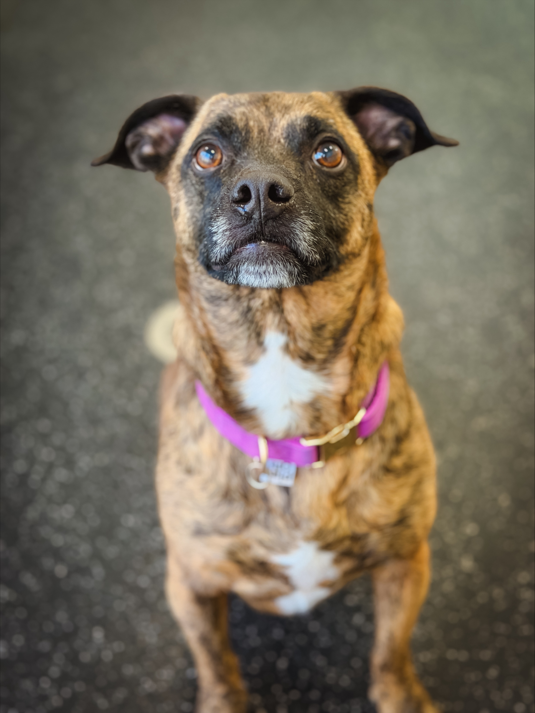 Myth-Busting Shelter Animals: What Healing Really Looks Like 