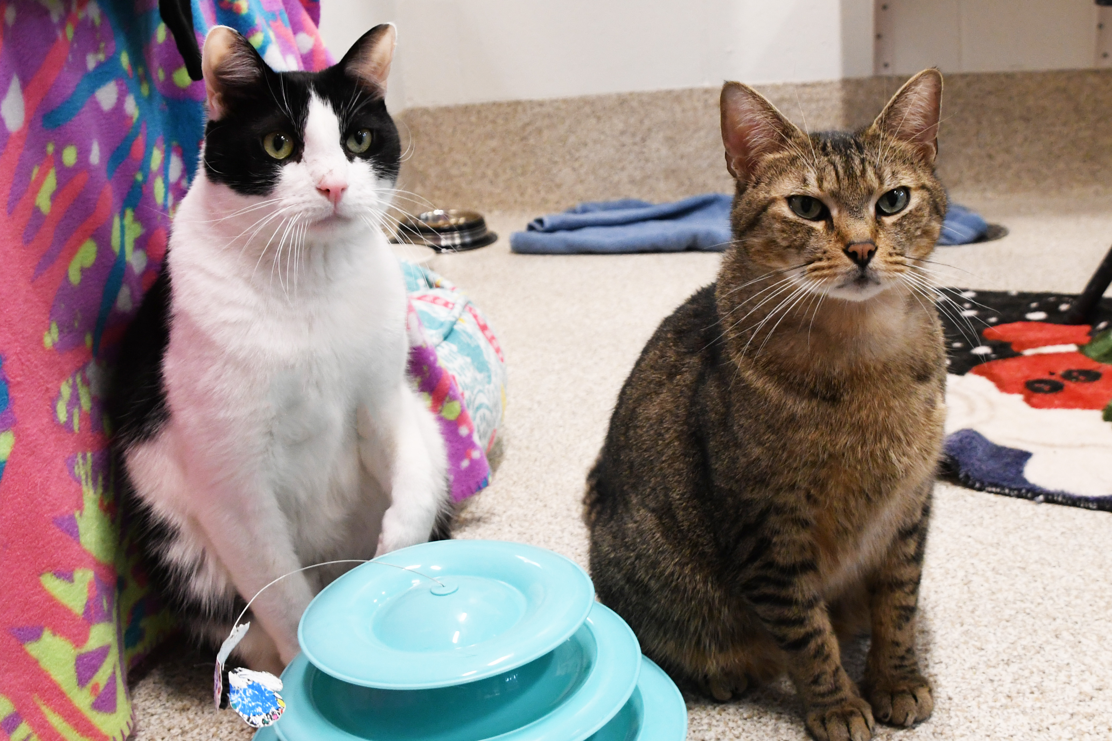 Looking Ahead to a Year of Care, Compassion and Commitment