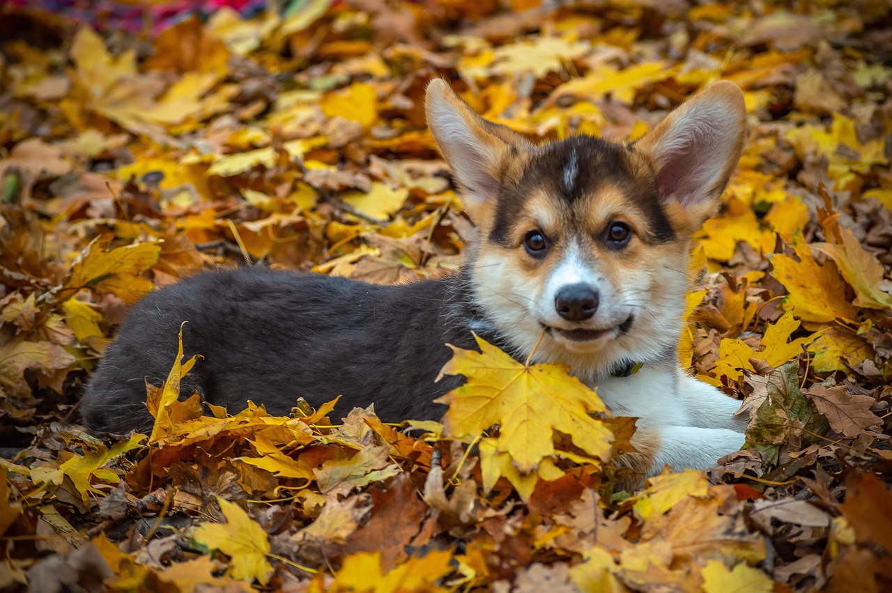 Autumn Pet Safety Tips