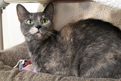 The Real Cost of Caring for a Shelter Animal