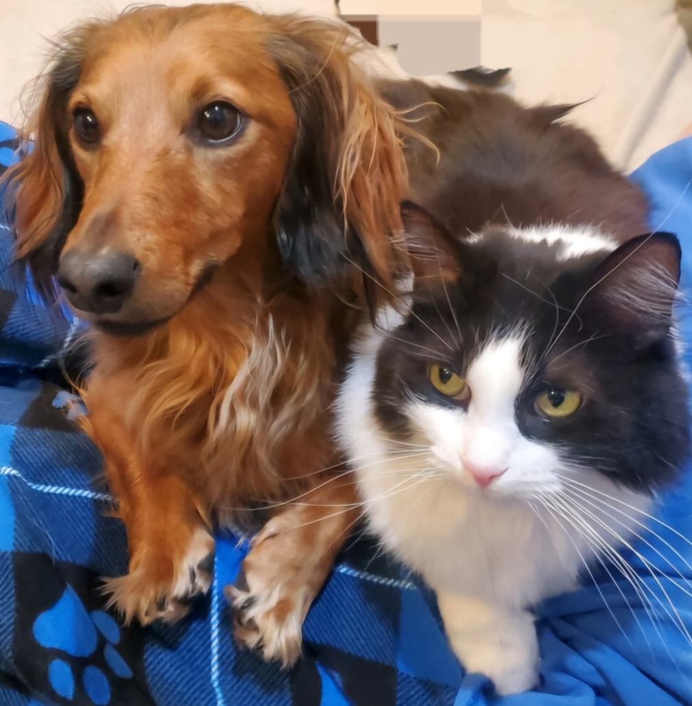 2026 Pet Calendar Photo Contest Results