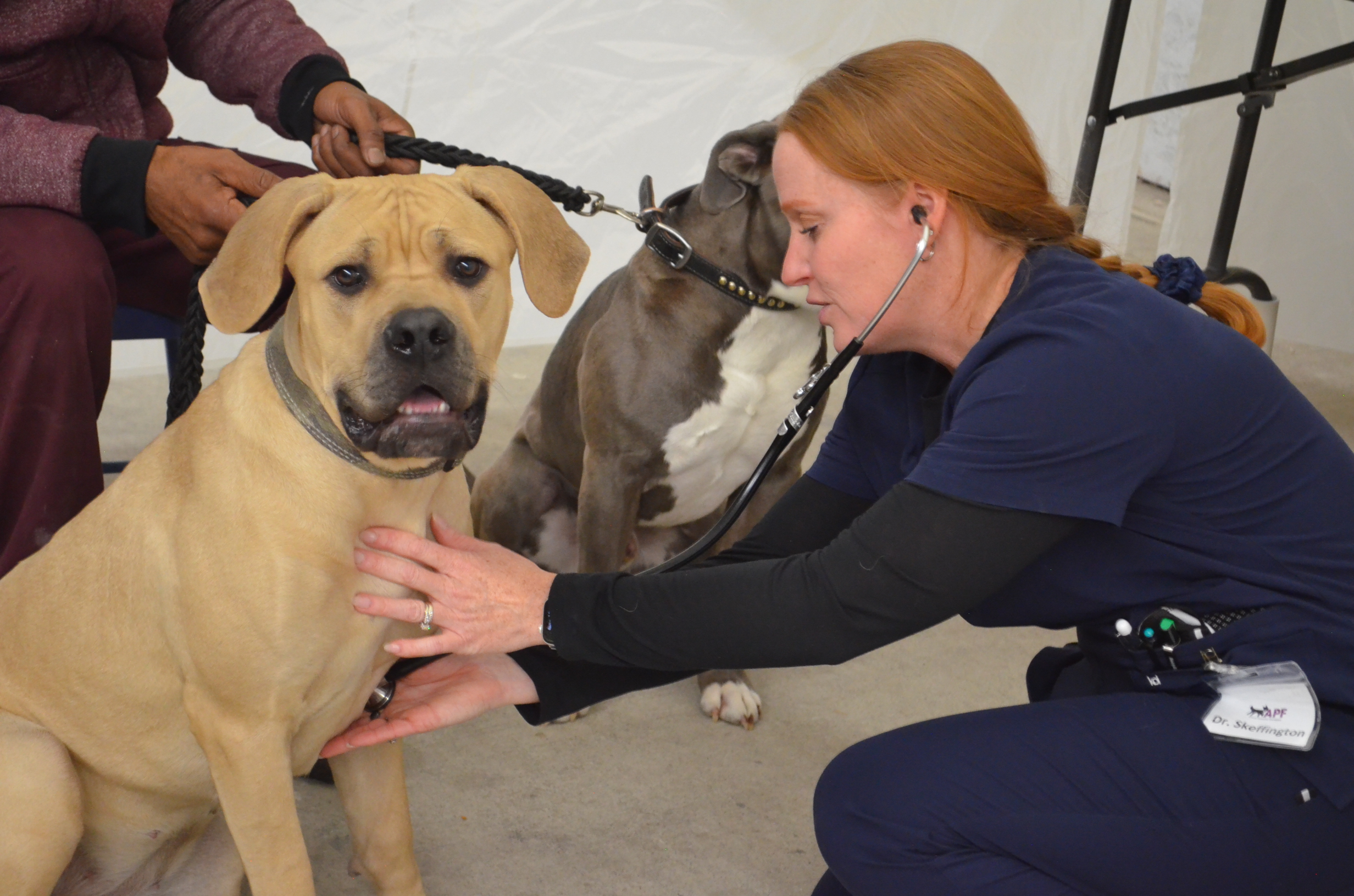 Community Pet Wellness Clinic Recap