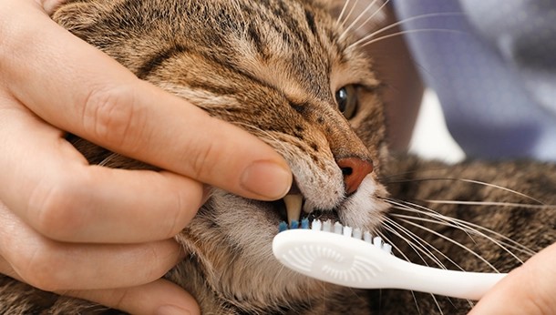 Healthy Smiles for National Pet Dental Health Month