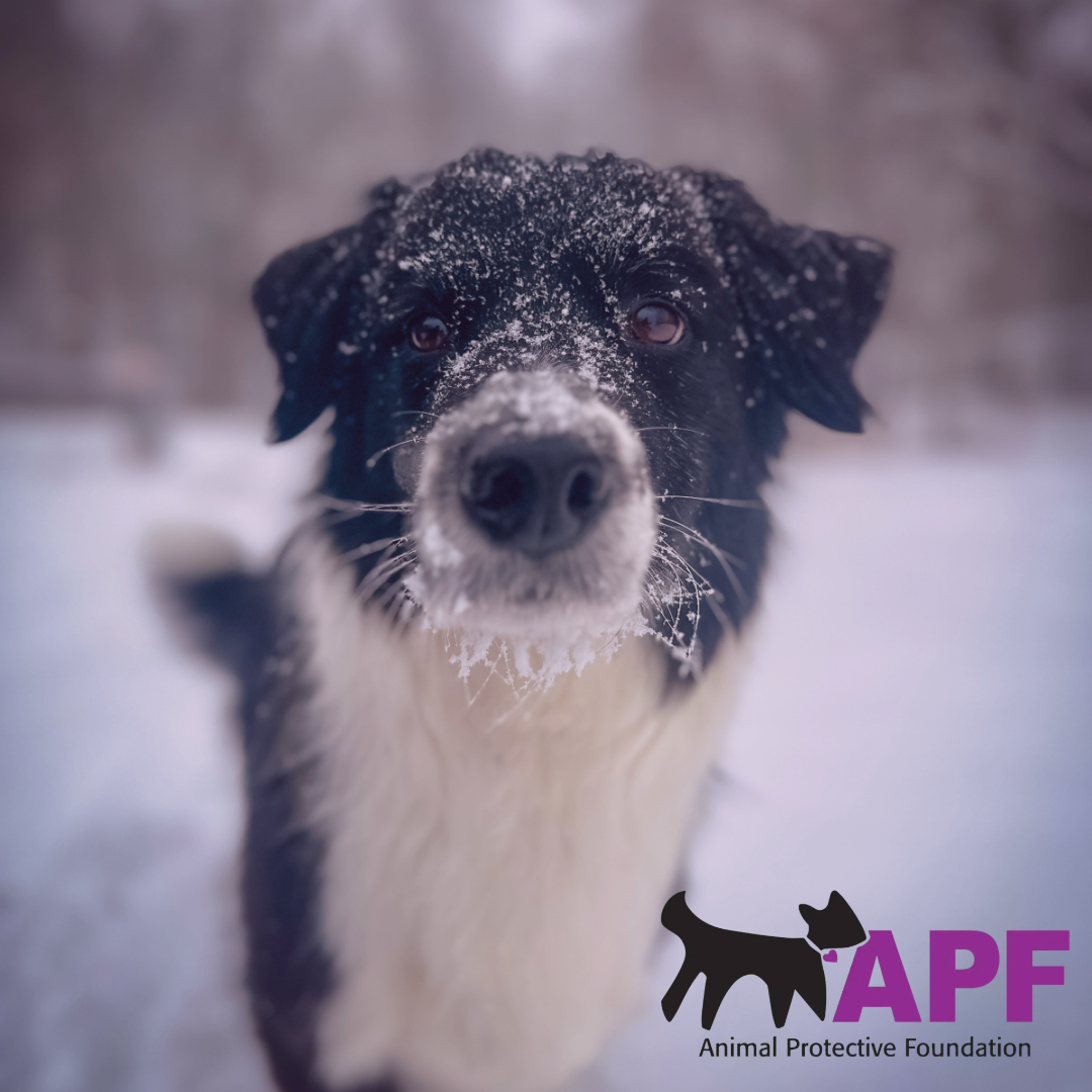 Keep your Pets Happy and Healthy this Winter -- Animal Chronicles
