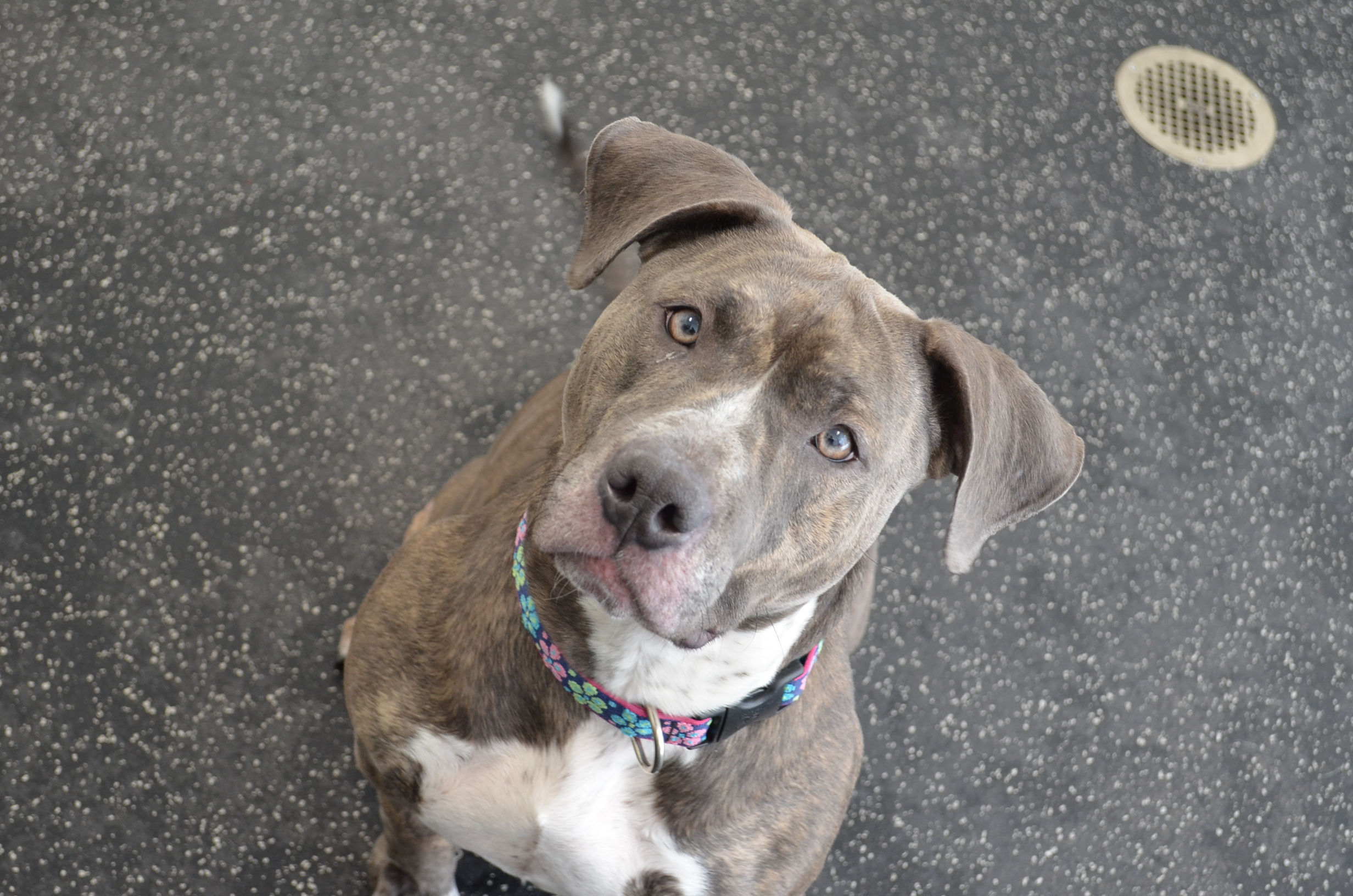 Why We Love Pitties!