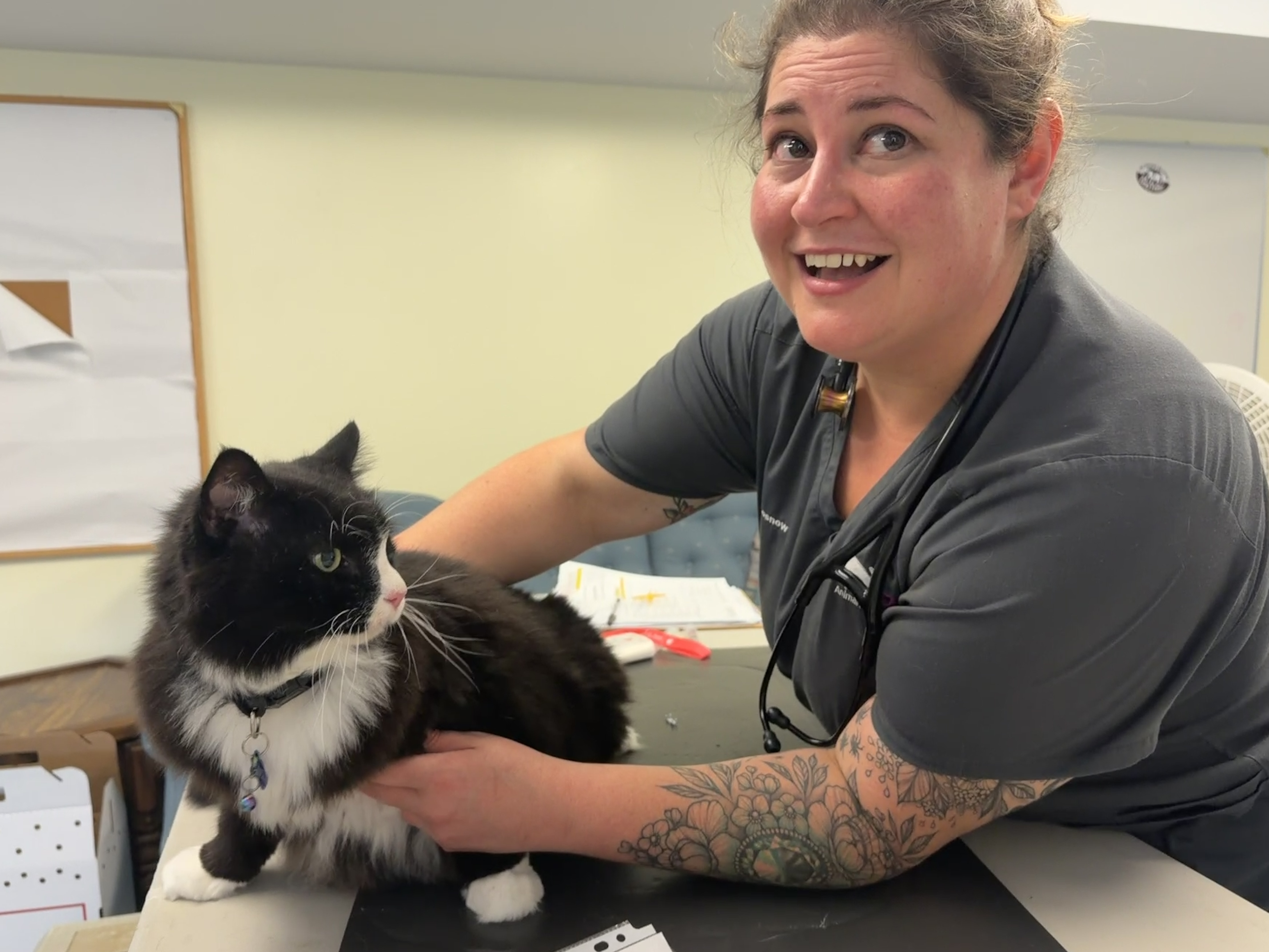67 Cats Cared For at Our Cats-Only July Wellness Clinic