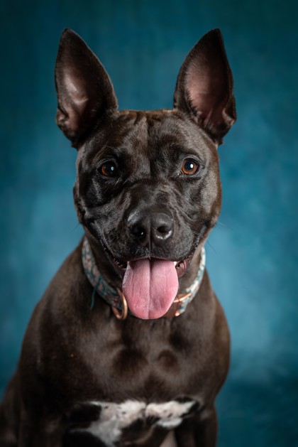 March Pet Care Checklist: Preparing Your Pet for Spring