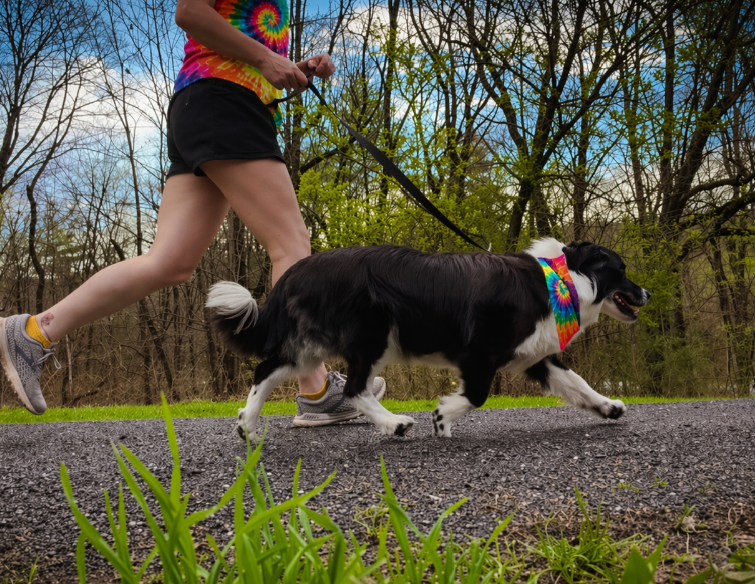 Why Dog-Friendly Festivals Like Woofstock Matter