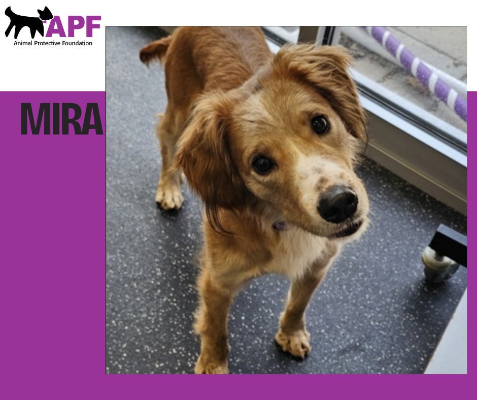 Calling all Angels: This Giving Tuesday, help twice as many animals -- Animal Chronicles