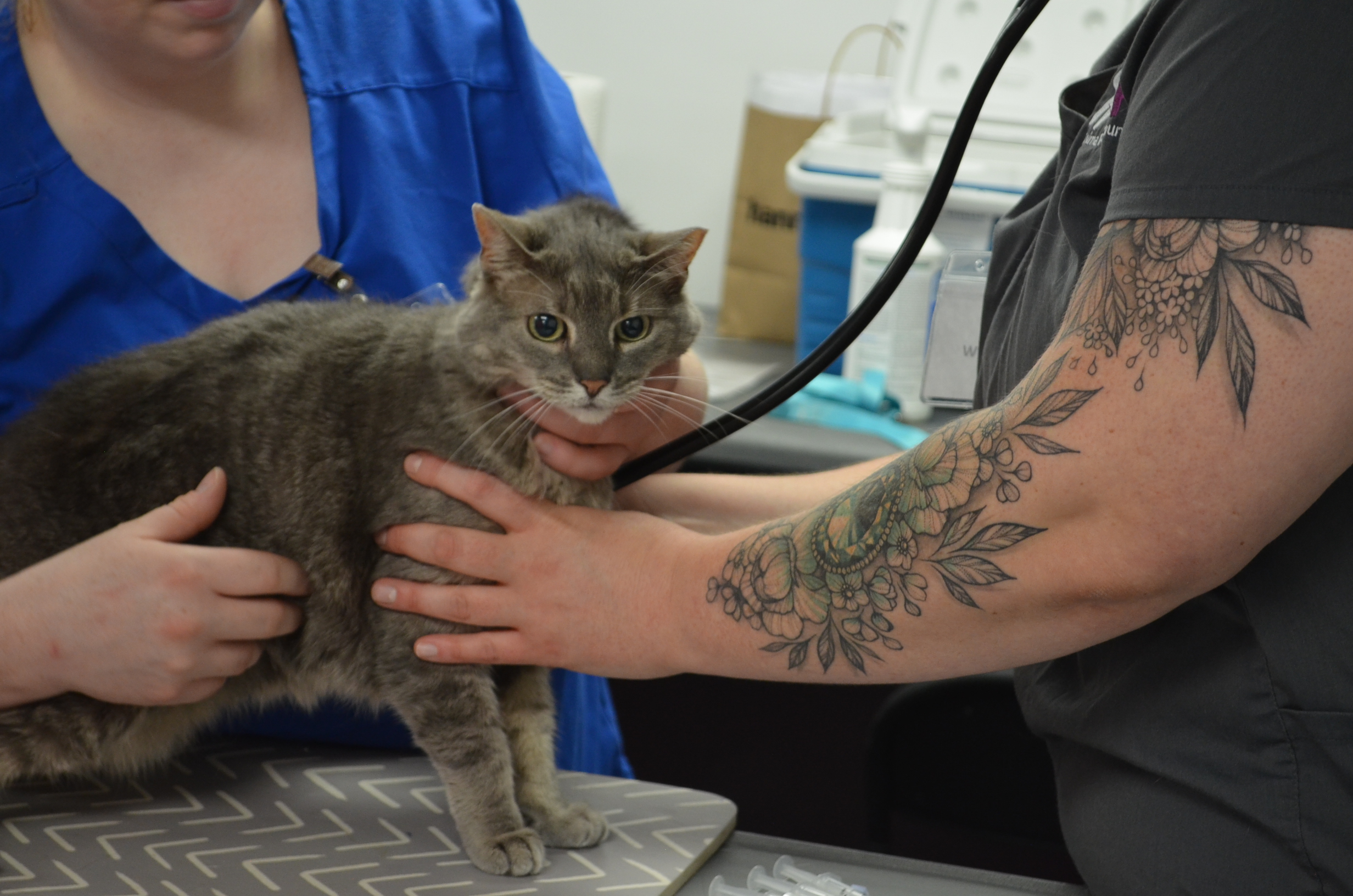 Community Pet Wellness Clinic Recap