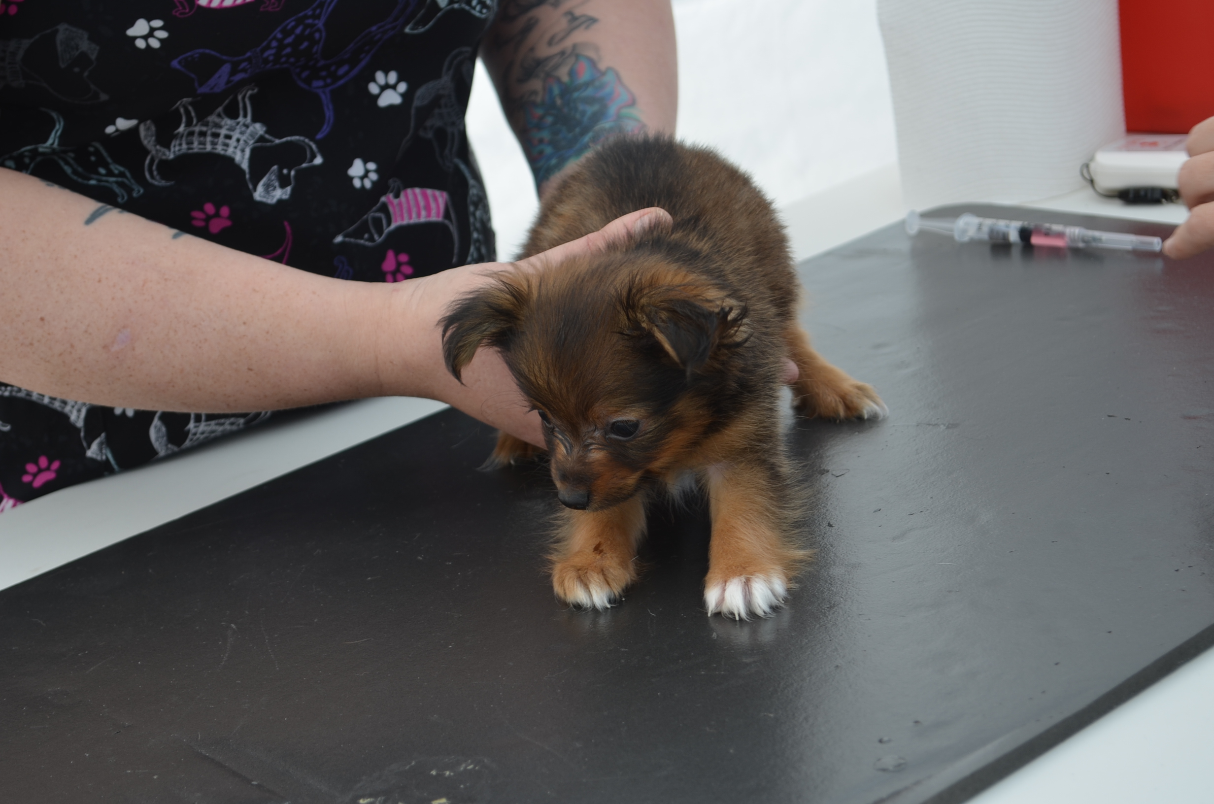 Community Pet Wellness Clinic Recap