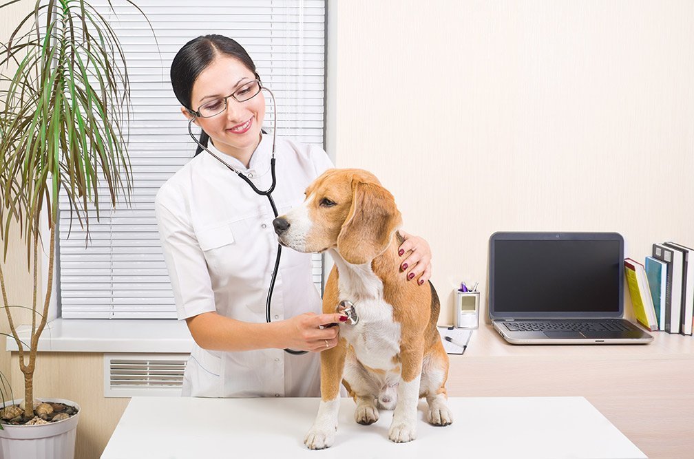 Why Should You Consider Pet Insurance?