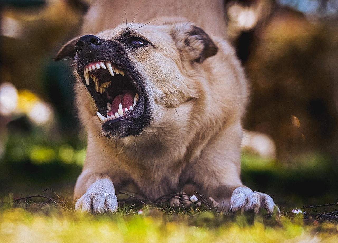 What to Do If You're Injured by a Dog and When to Call an Attorney