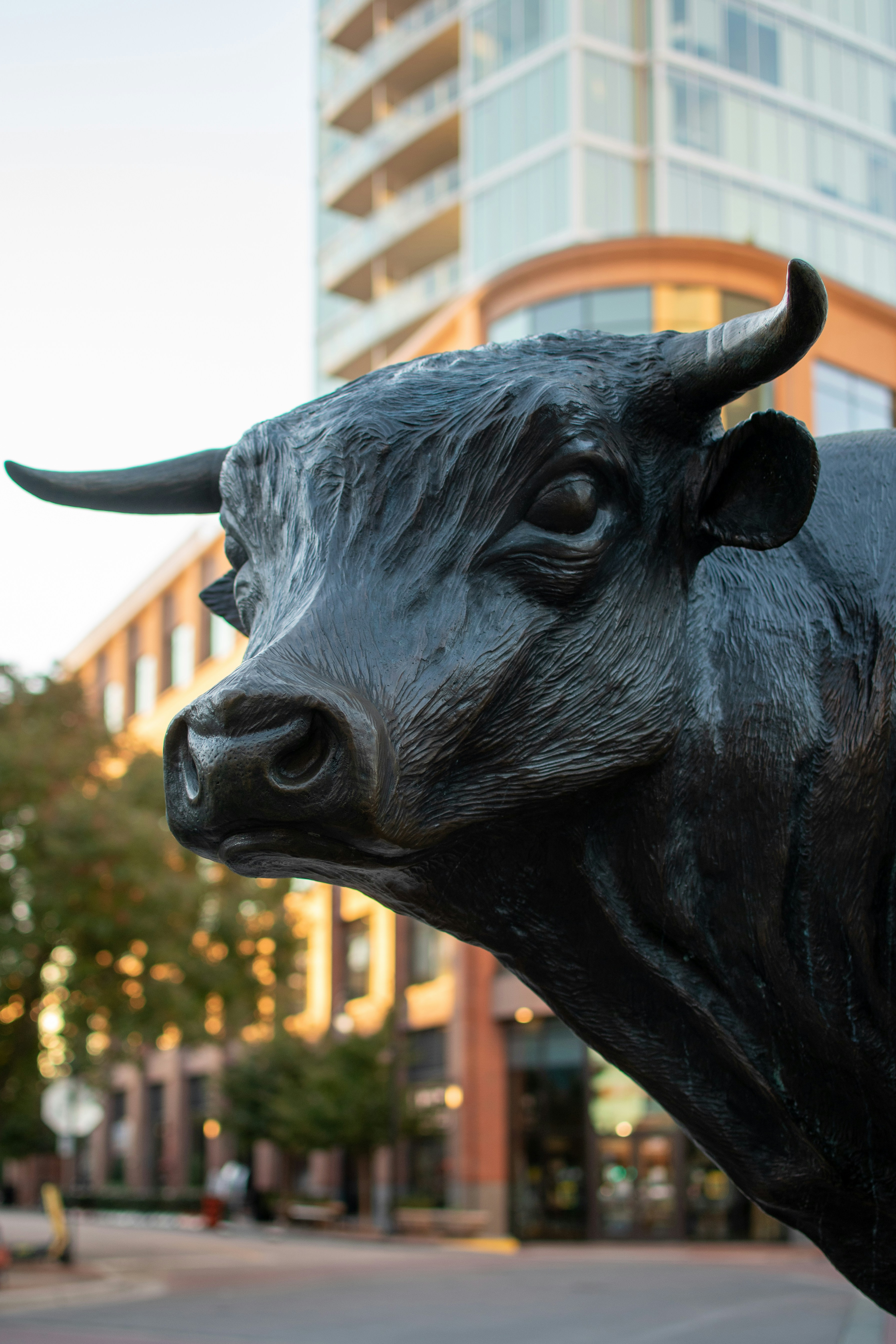 Close-up of a bull statue in an urban setting with a modern building in the background